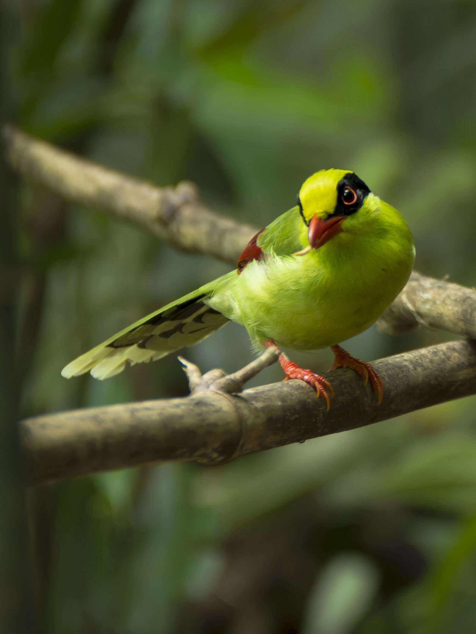 Nikon D7200 sample photo. Common green magpie, subadult photography