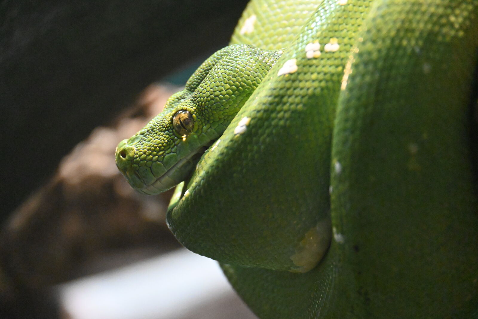 Nikon Z 50 sample photo. Green python photography