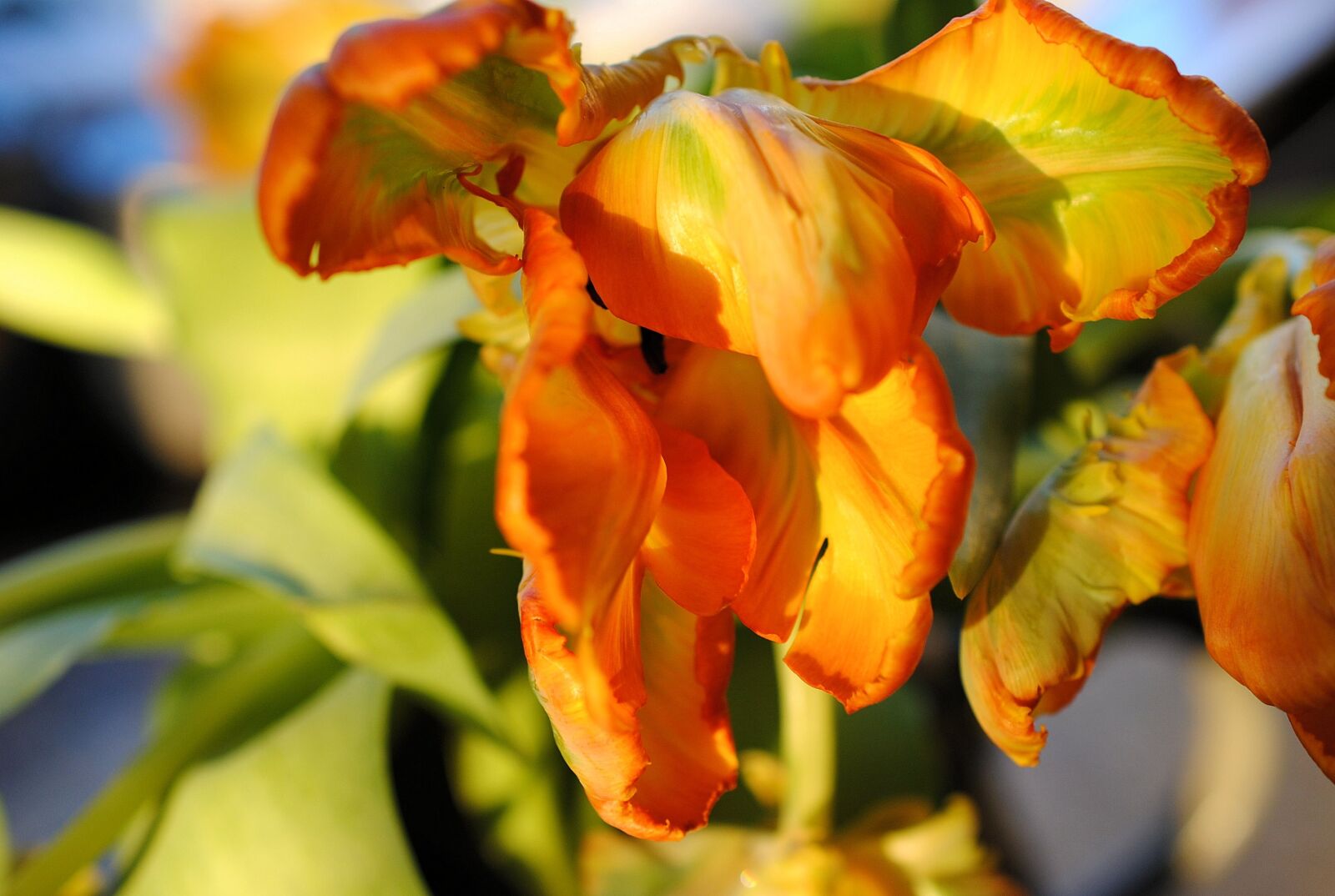 Nikon D3000 sample photo. Tulip, nature, flower photography