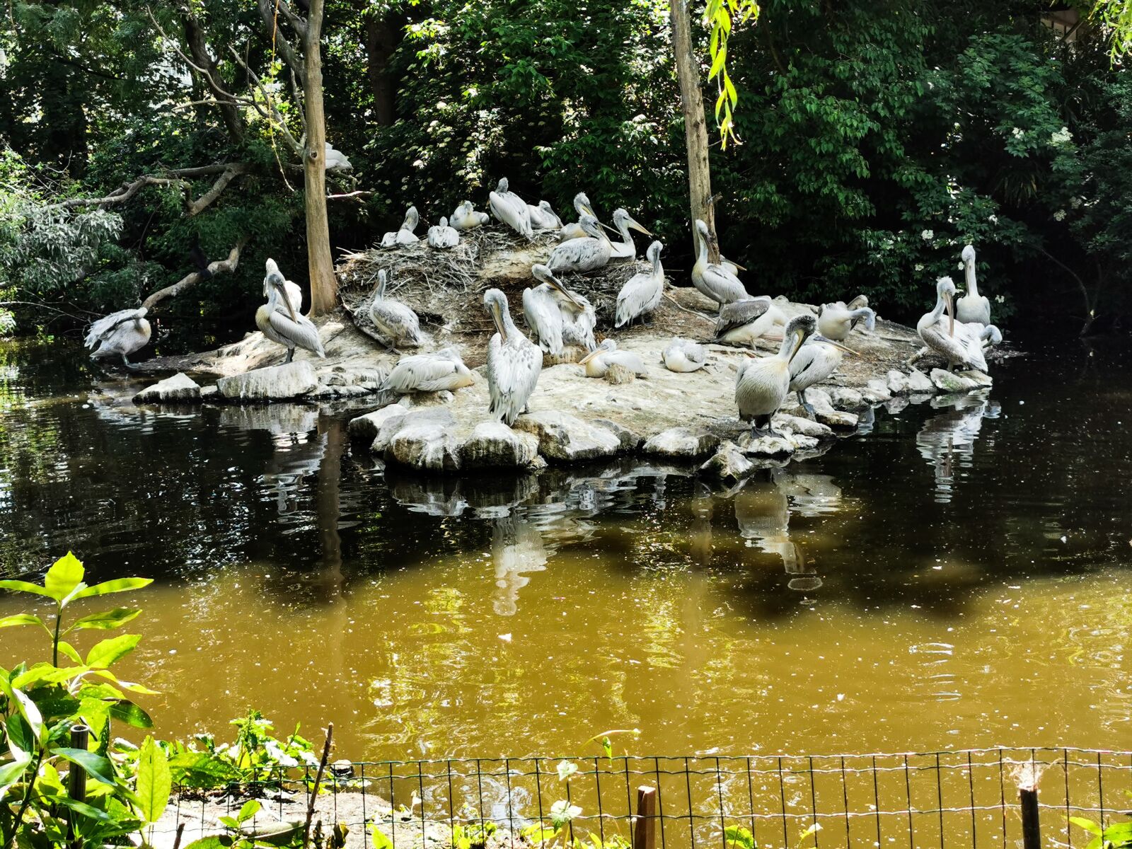HUAWEI P30 Pro Rear Main Camera sample photo. Nature, animals, water photography