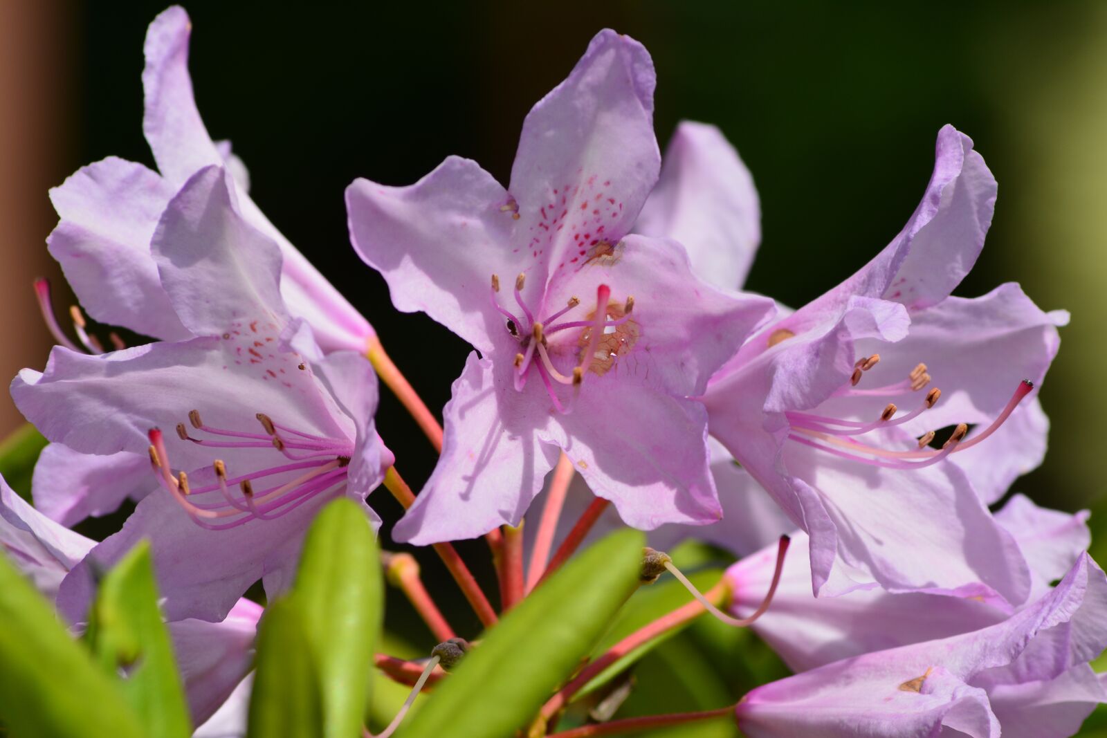 Nikon D5200 sample photo. Flowers, home garden, phlox photography