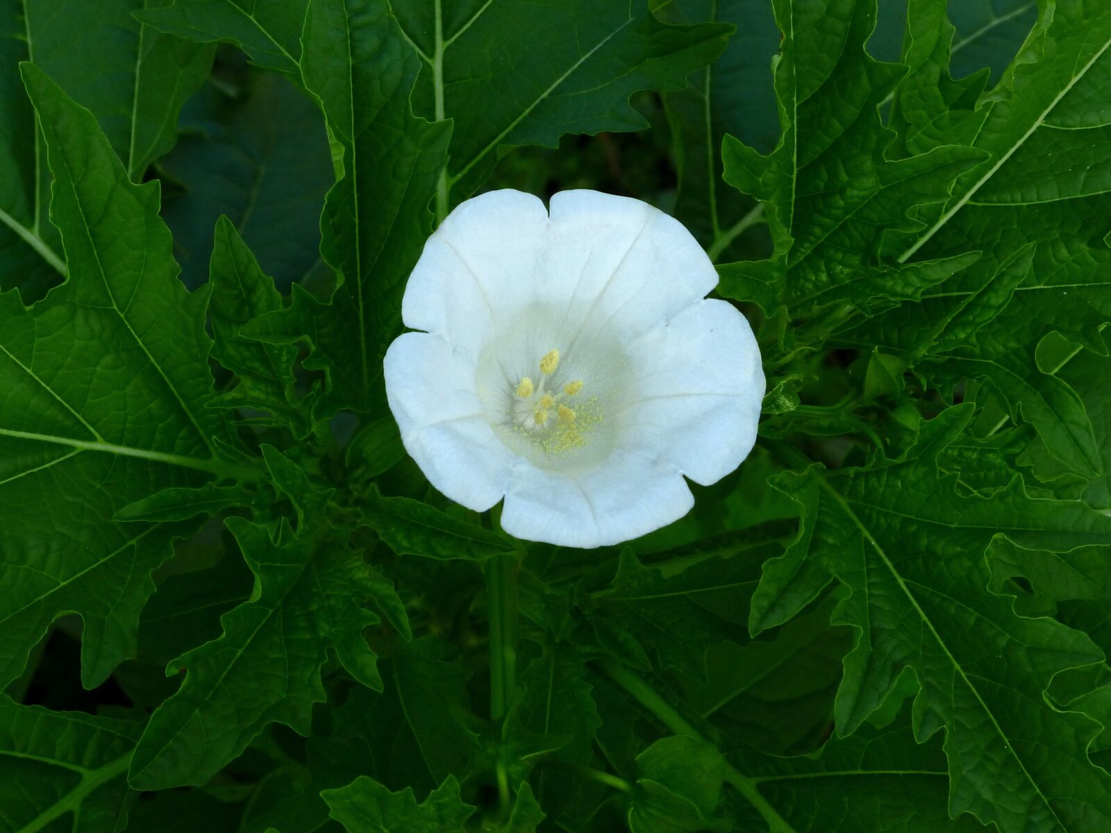 Panasonic Lumix DMC-FZ200 sample photo. Flower, white flower, plant photography
