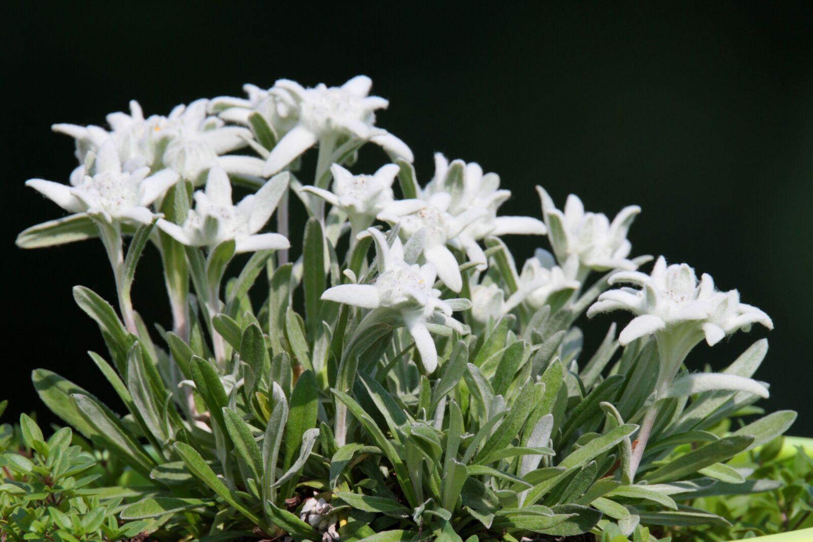 Canon EOS 7D sample photo. Edelweiss, alpine, alpine flower photography
