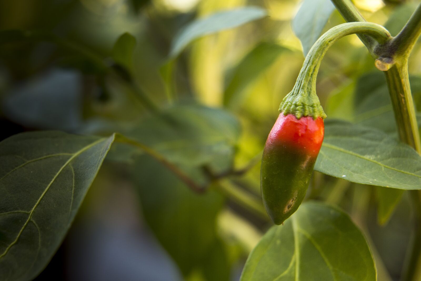 Canon EOS 6D sample photo. Chilli, plant, pepper photography
