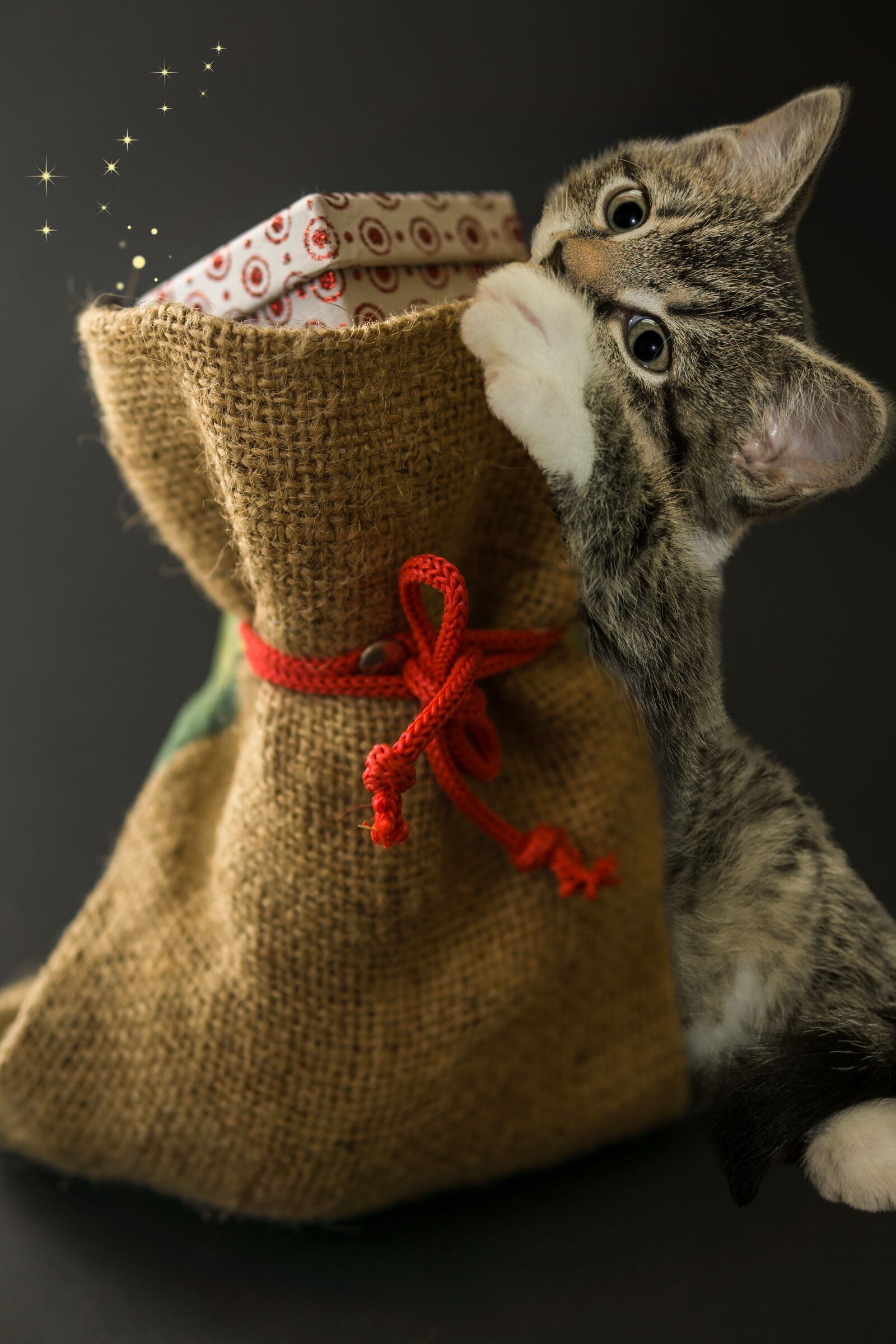 30mm F1.4 DC DN | Contemporary 016 sample photo. Cat, bag, gifts photography