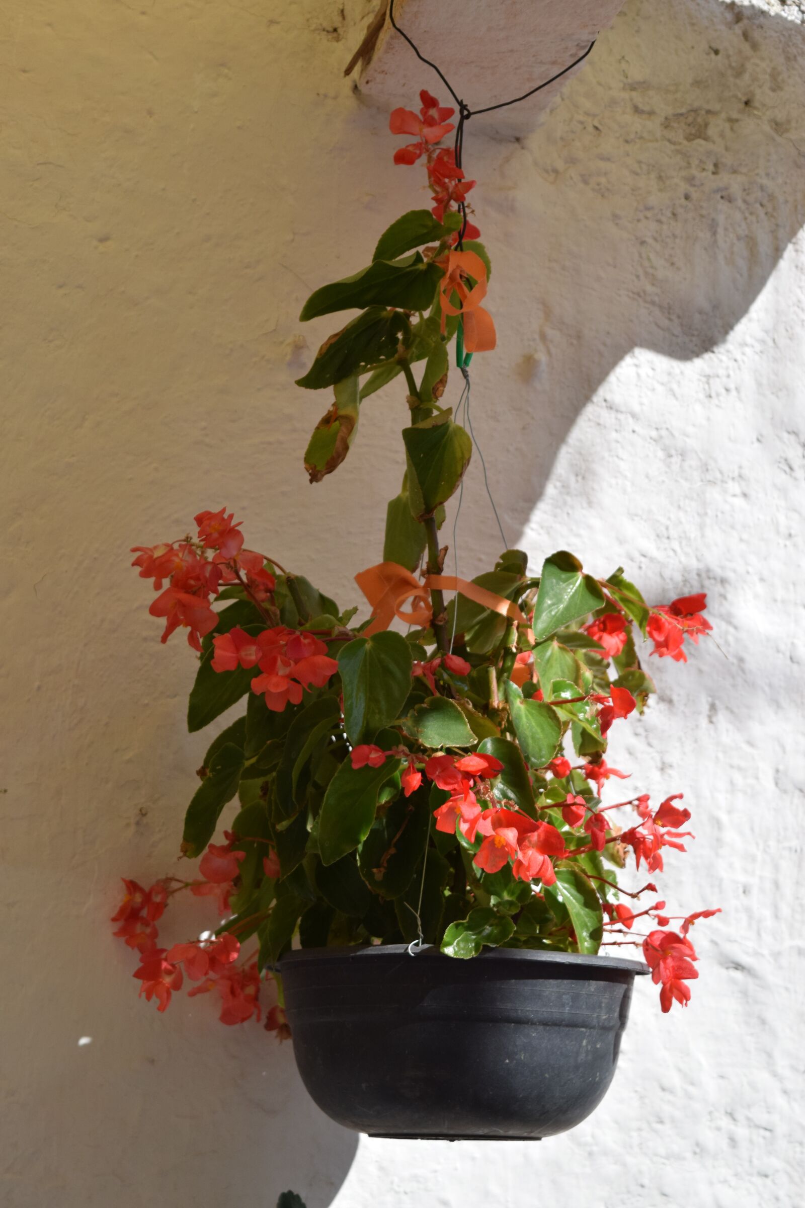Nikon D3300 sample photo. Plants, flowerpot, flower photography