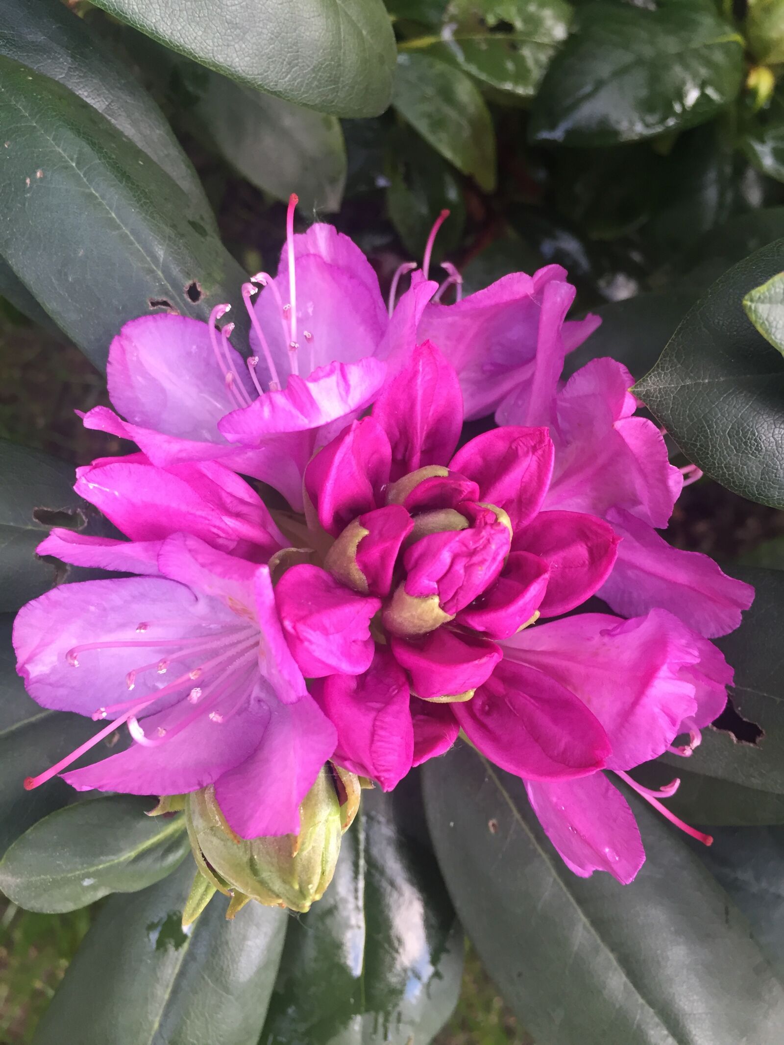 iPhone 6 back camera 4.15mm f/2.2 sample photo. Flower, garden, plant photography