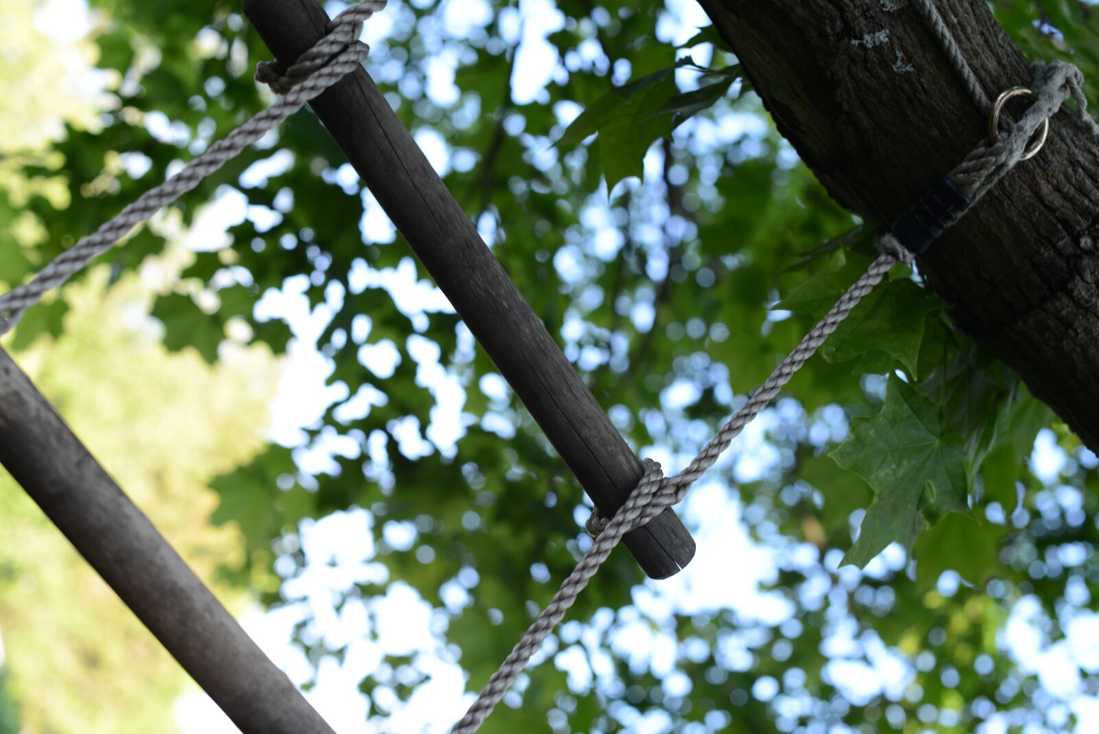 Nikon D800 sample photo. Himmel, ladder, leaf photography