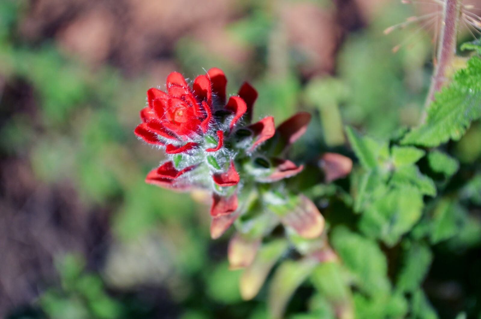 Nikon D5100 sample photo. Colombia, flor, flower, green photography