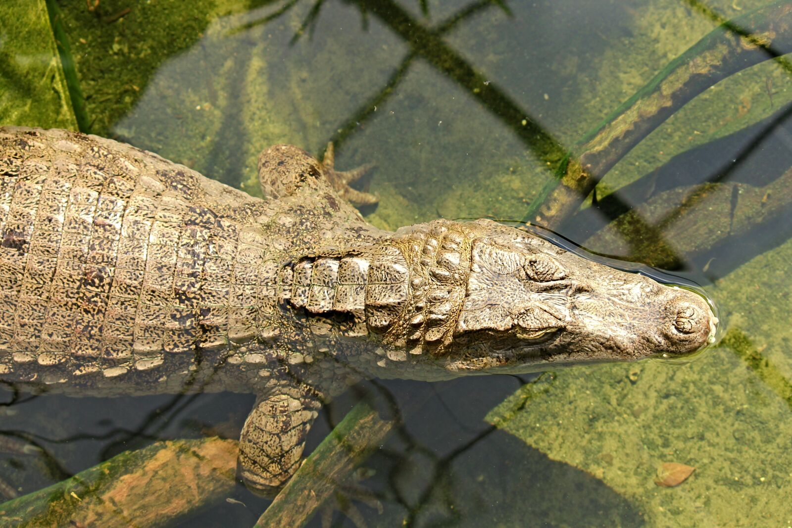 Canon EOS 1100D (EOS Rebel T3 / EOS Kiss X50) sample photo. Crocodile, reptile, lizard photography