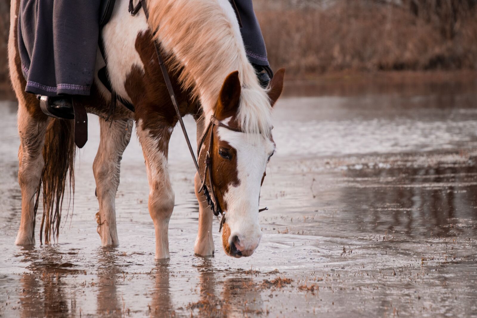 Nikon D3300 sample photo. Horse, mammal, waters photography