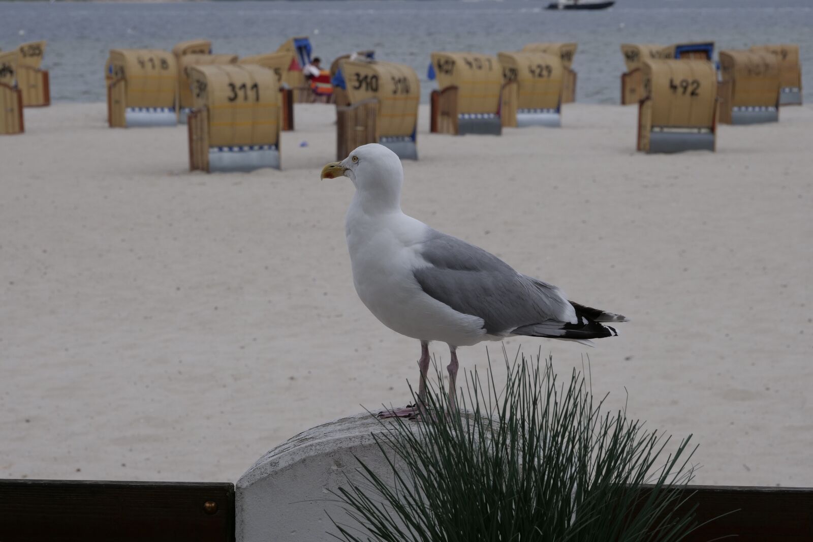 Panasonic Lumix DC-G9 sample photo. Bird, seagull, animal photography
