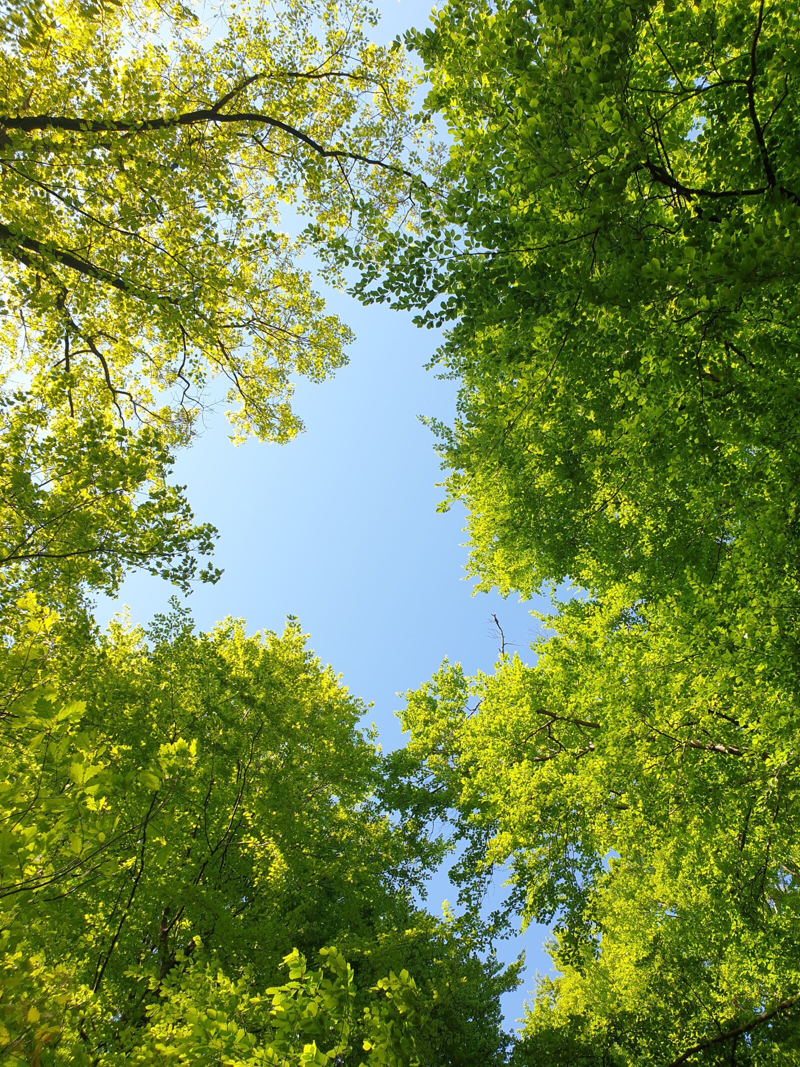 Samsung Galaxy S9+ sample photo. Forest, spring, nature photography