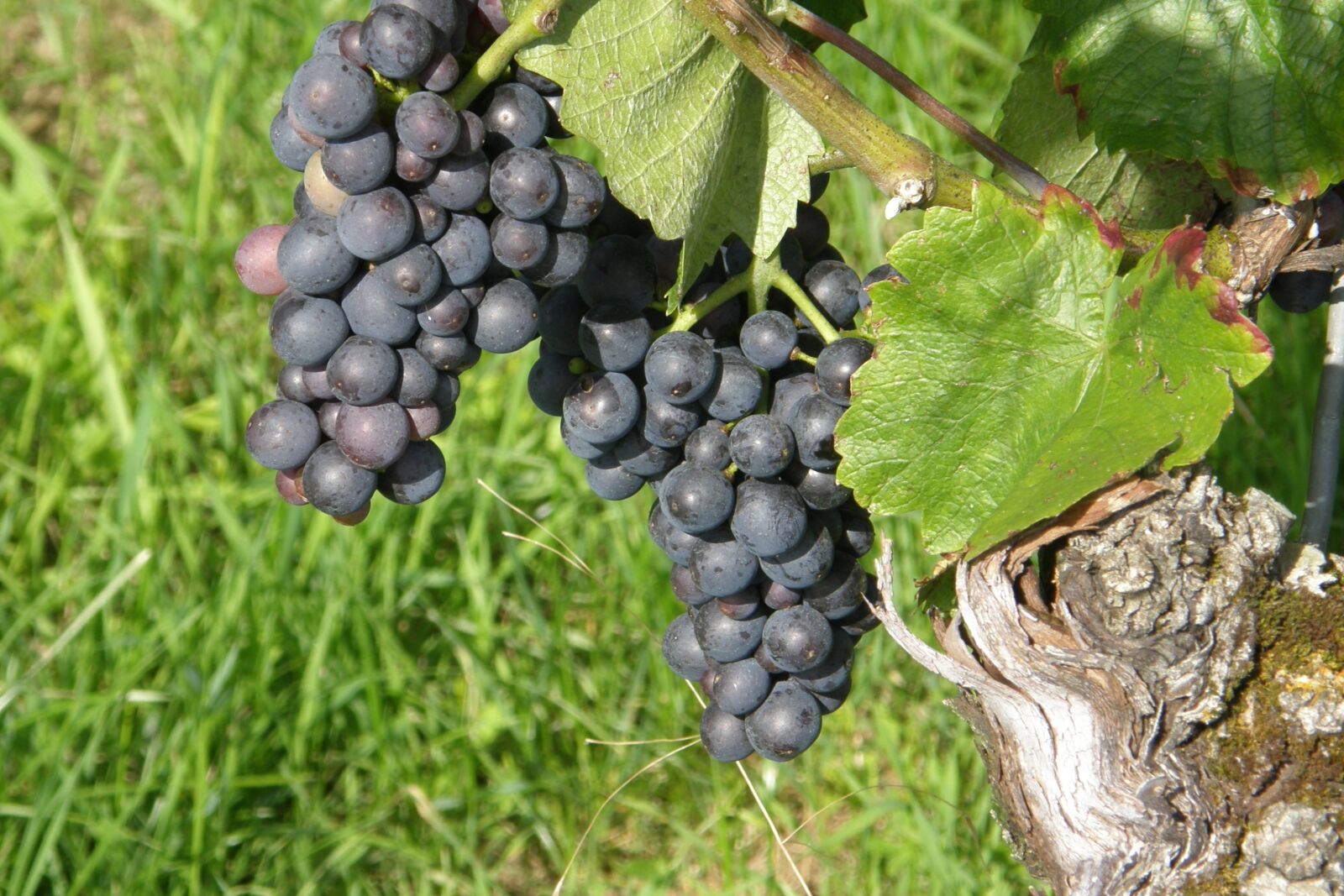 Olympus SP550UZ sample photo. Nature, wine, grapes photography