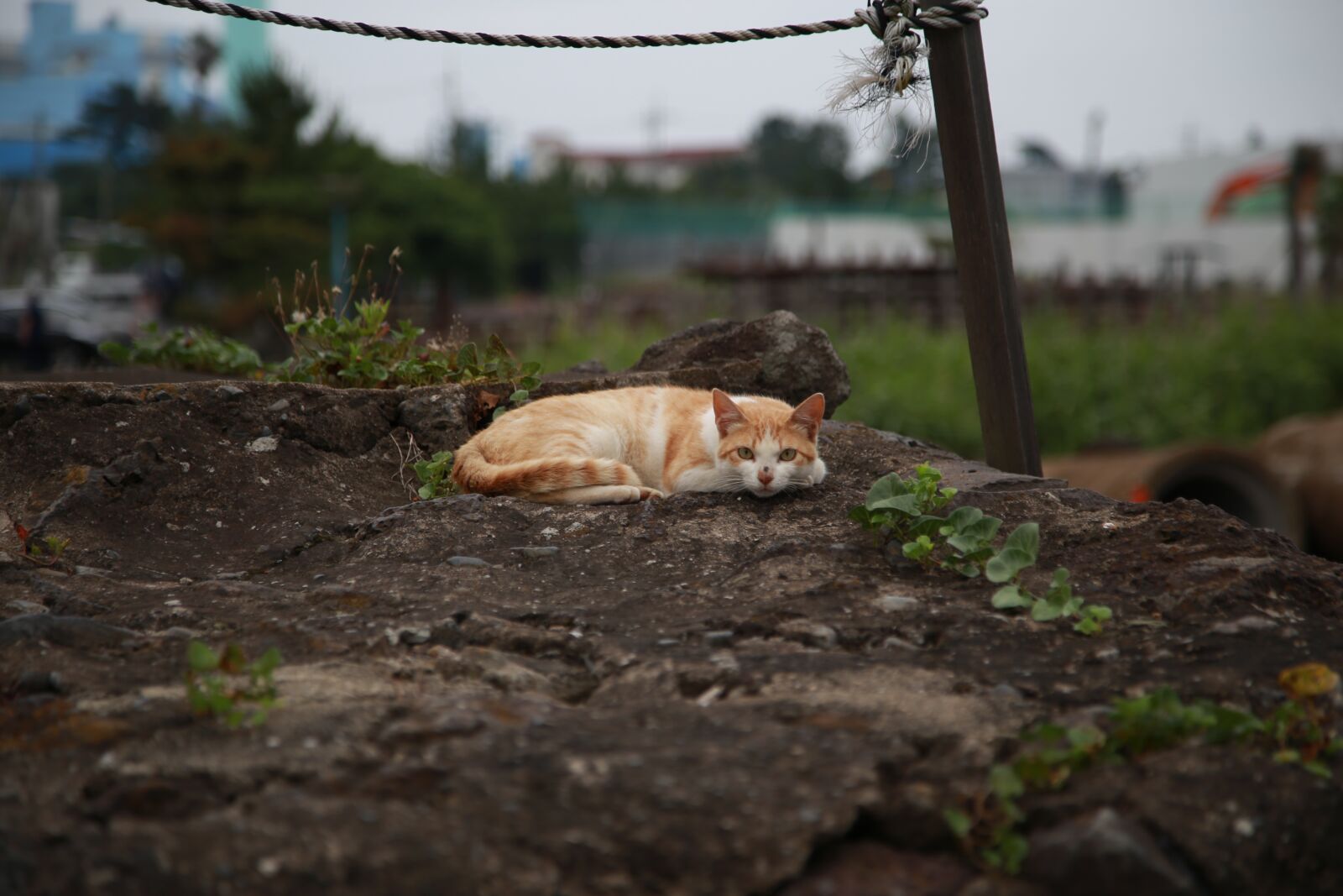 Canon EOS 6D + Canon EF 24-105mm F4L IS USM sample photo. Cat, animal, pet photography