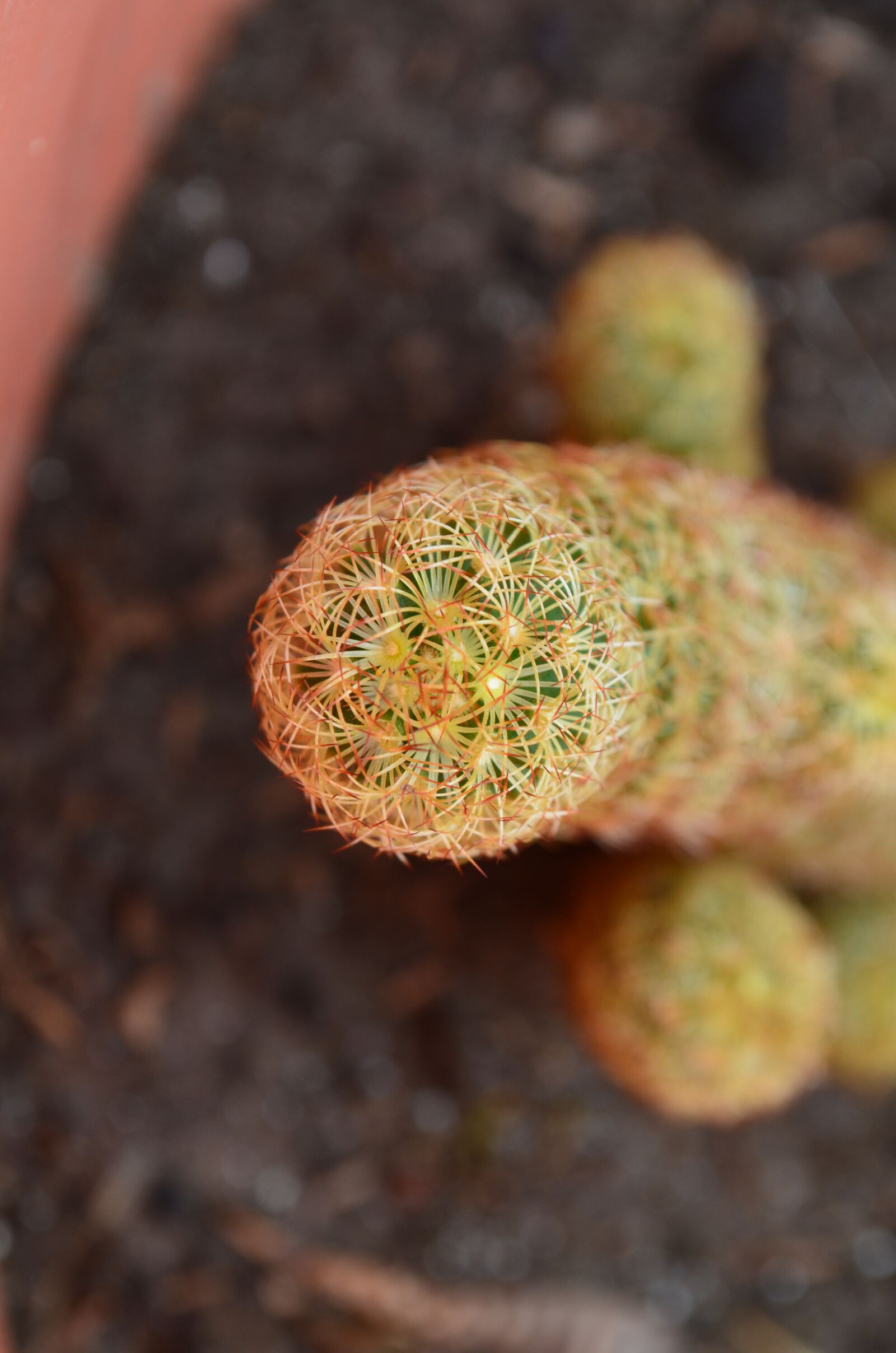 Nikon D5100 sample photo. Cactus, thorns, plant photography