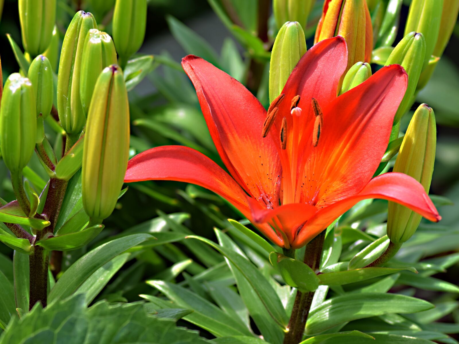 Nikon D5300 sample photo. Lily, garden flower, flower photography