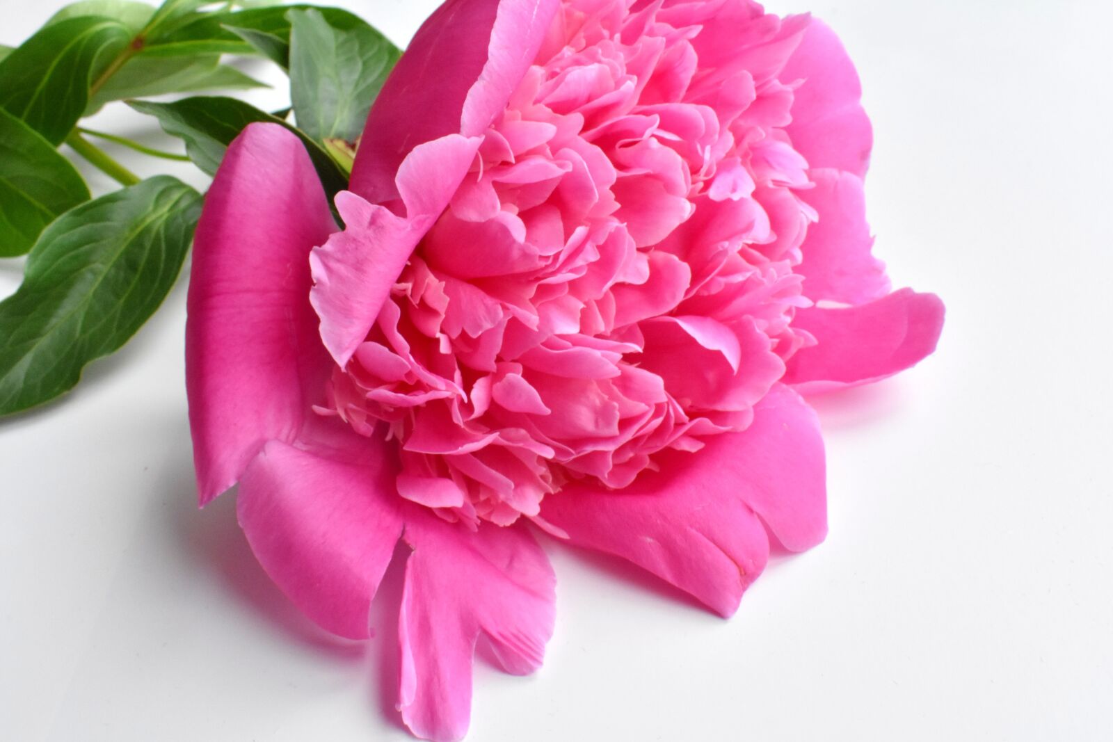 Nikon D3400 sample photo. Peony, bud, gentle photography