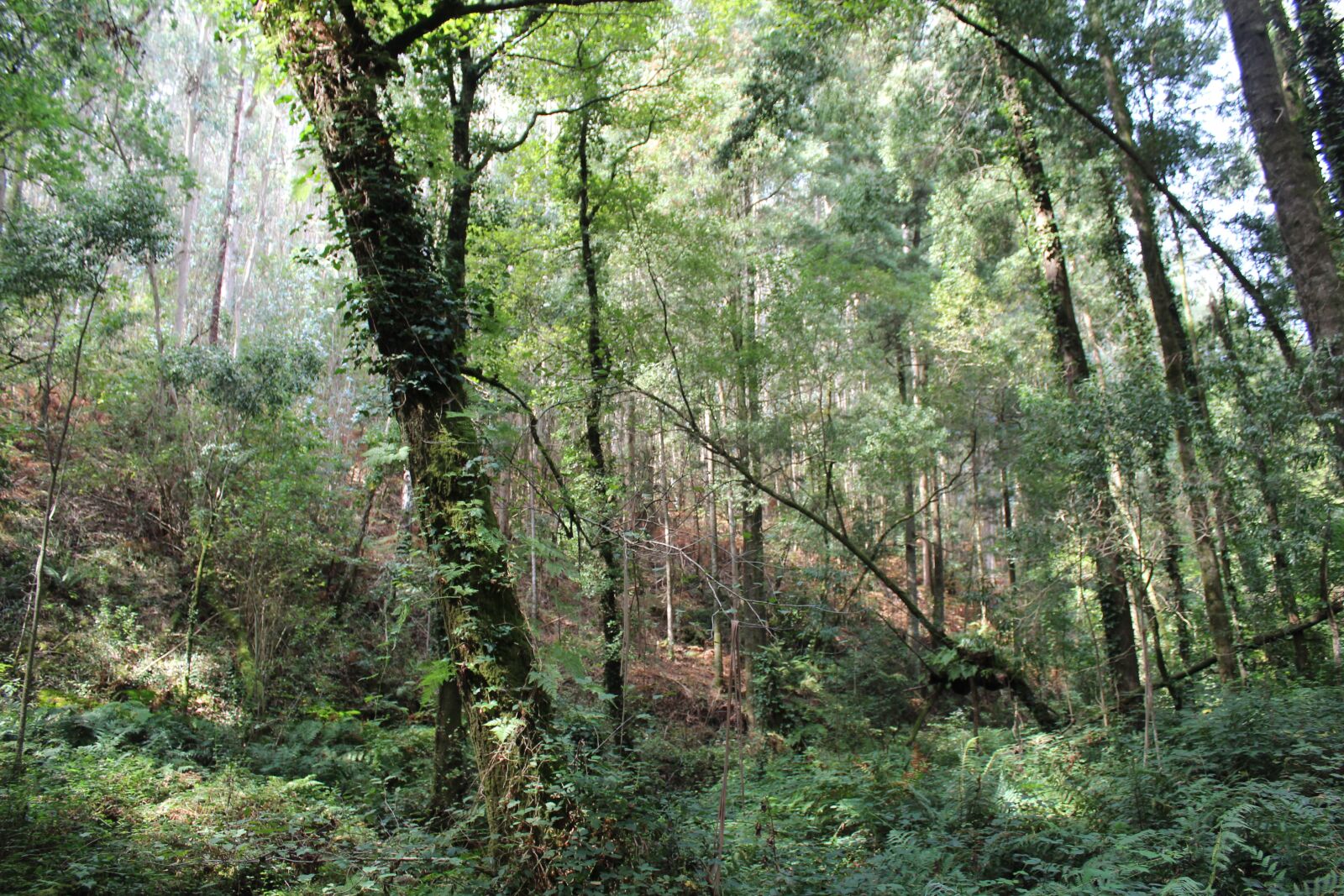 Canon EOS 1300D (EOS Rebel T6 / EOS Kiss X80) sample photo. Bosque, vigo, forest photography
