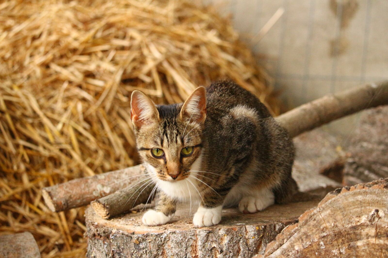 Canon EOS 100D (EOS Rebel SL1 / EOS Kiss X7) sample photo. Cat, kitten, mieze photography