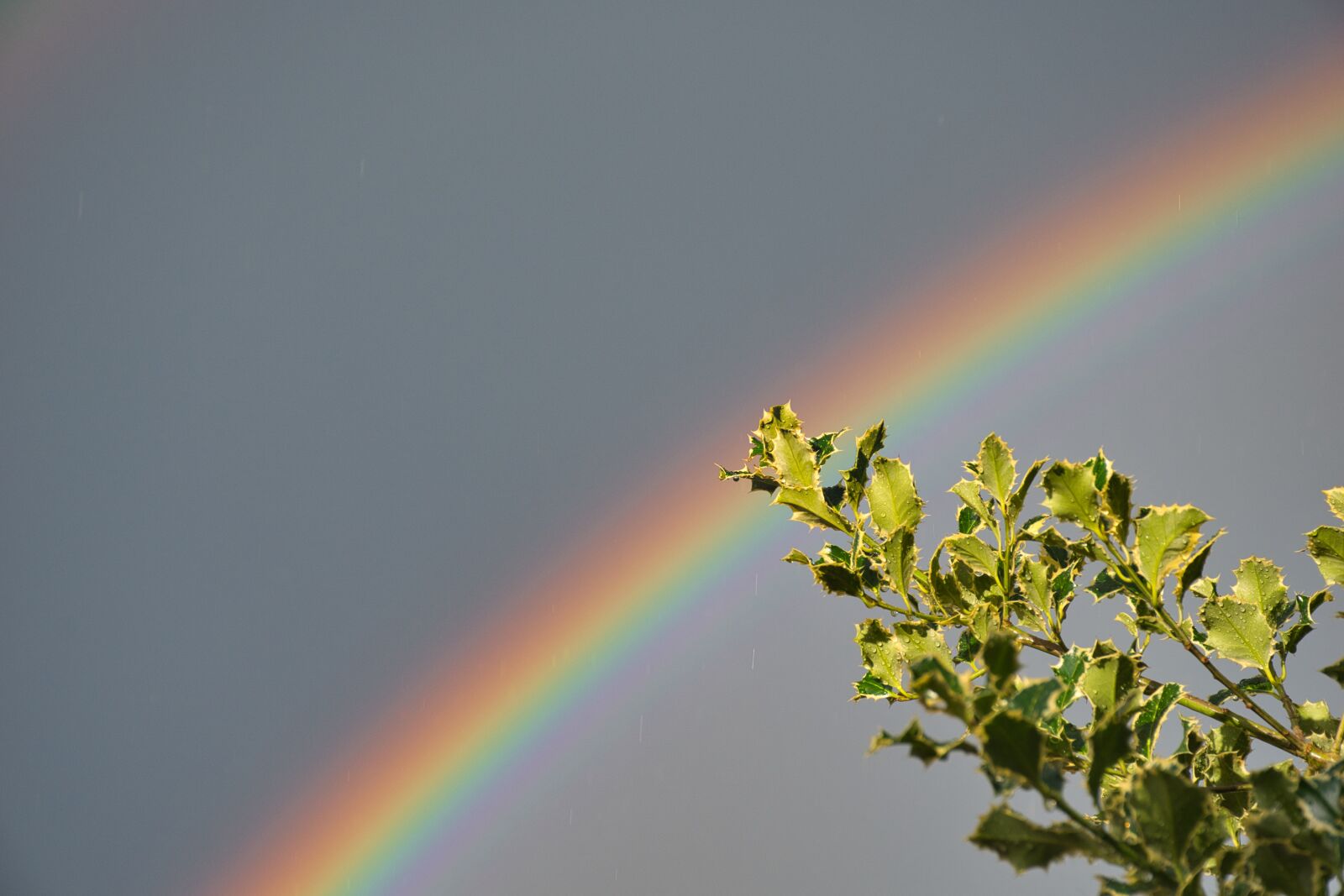 Nikon D5600 sample photo. Rainbow, rain, sky photography