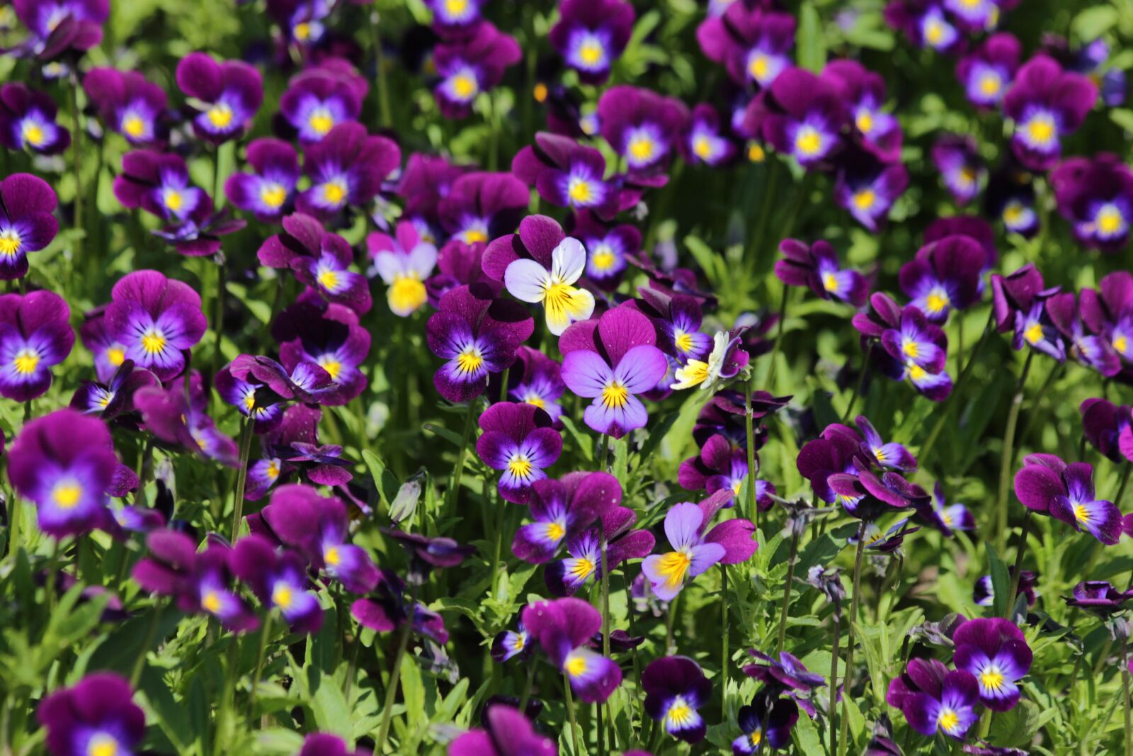 Canon EOS 650D (EOS Rebel T4i / EOS Kiss X6i) sample photo. Violets, summer flowers, garden photography