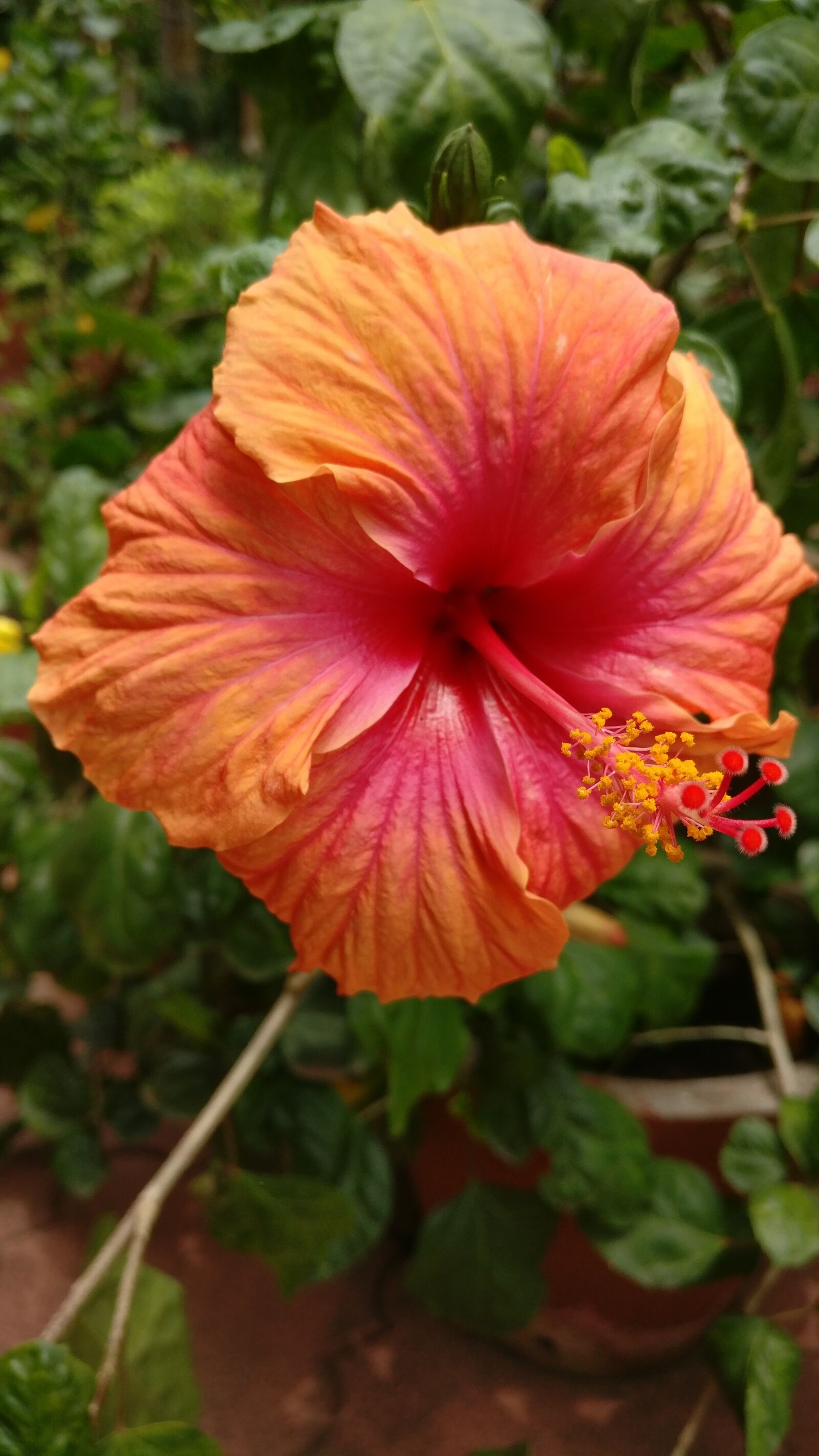 OnePlus A3003 sample photo. Hibiscus, orange, colorful photography