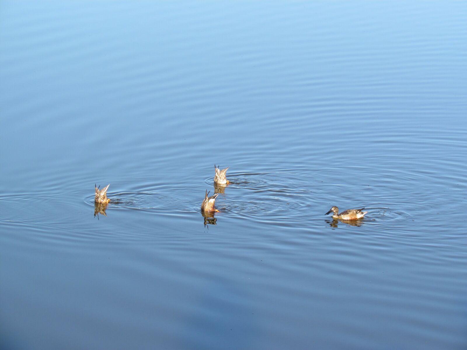 Canon PowerShot SX30 IS sample photo. Ducks, fishing, swimming photography