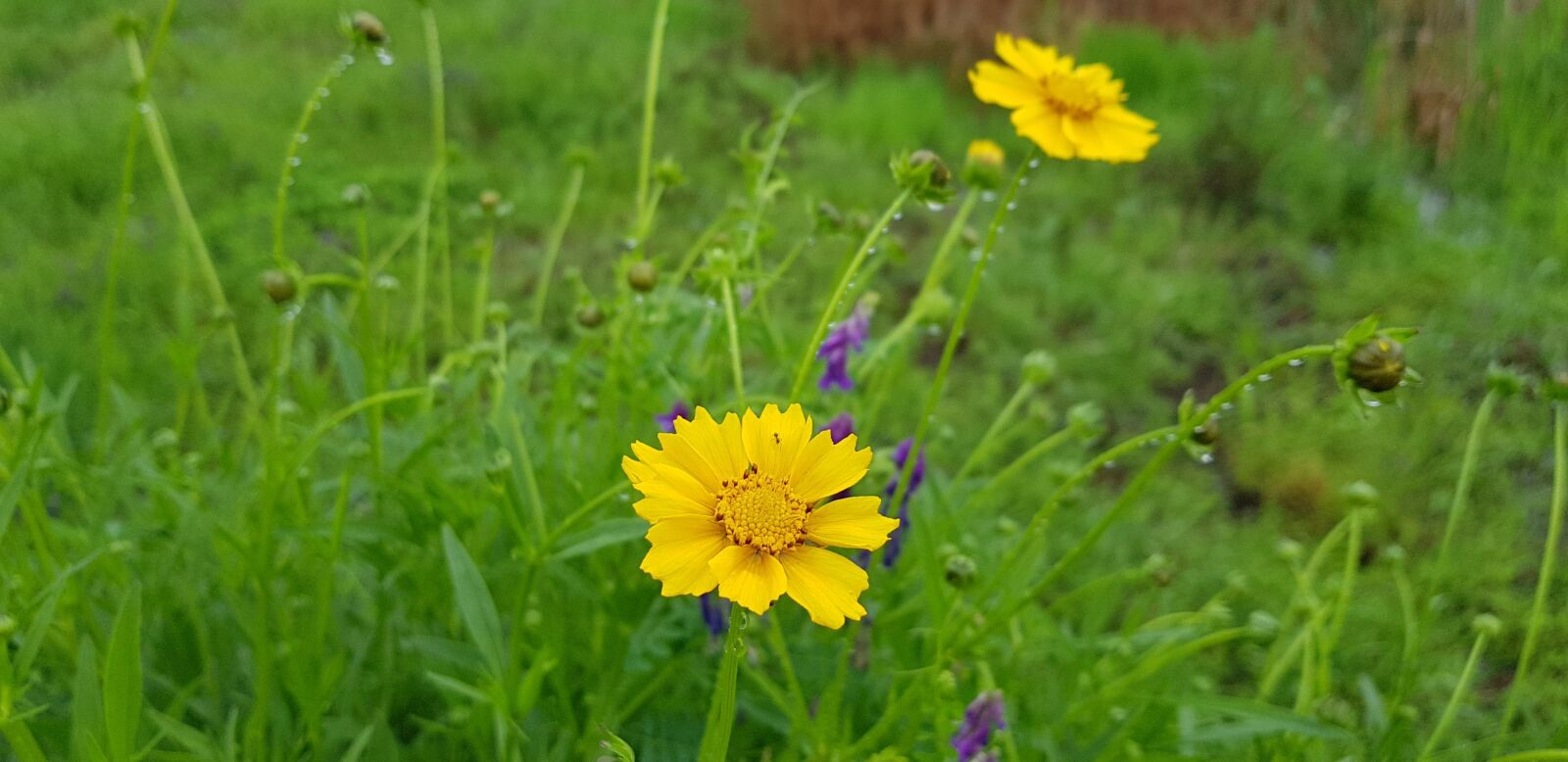 Samsung Galaxy S8+ sample photo. Spring, flowers, the net photography