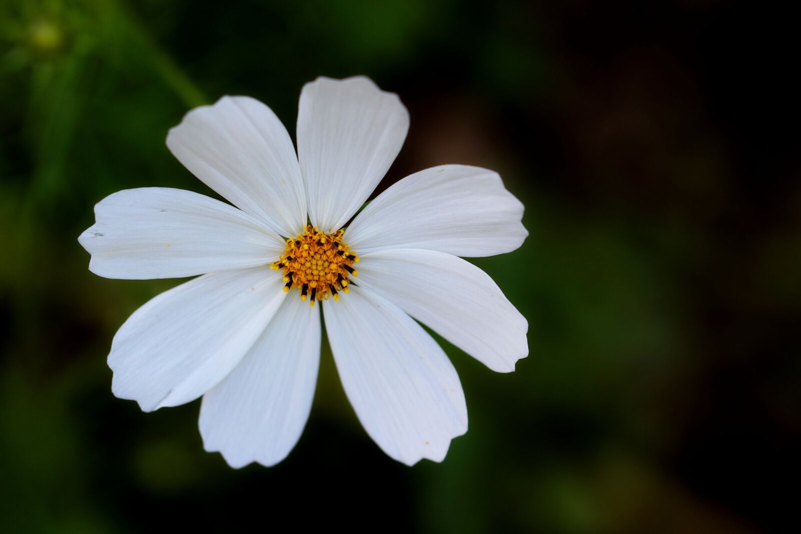 Canon EF 100mm F2.8L Macro IS USM sample photo. Nature, cosmos, flower photography
