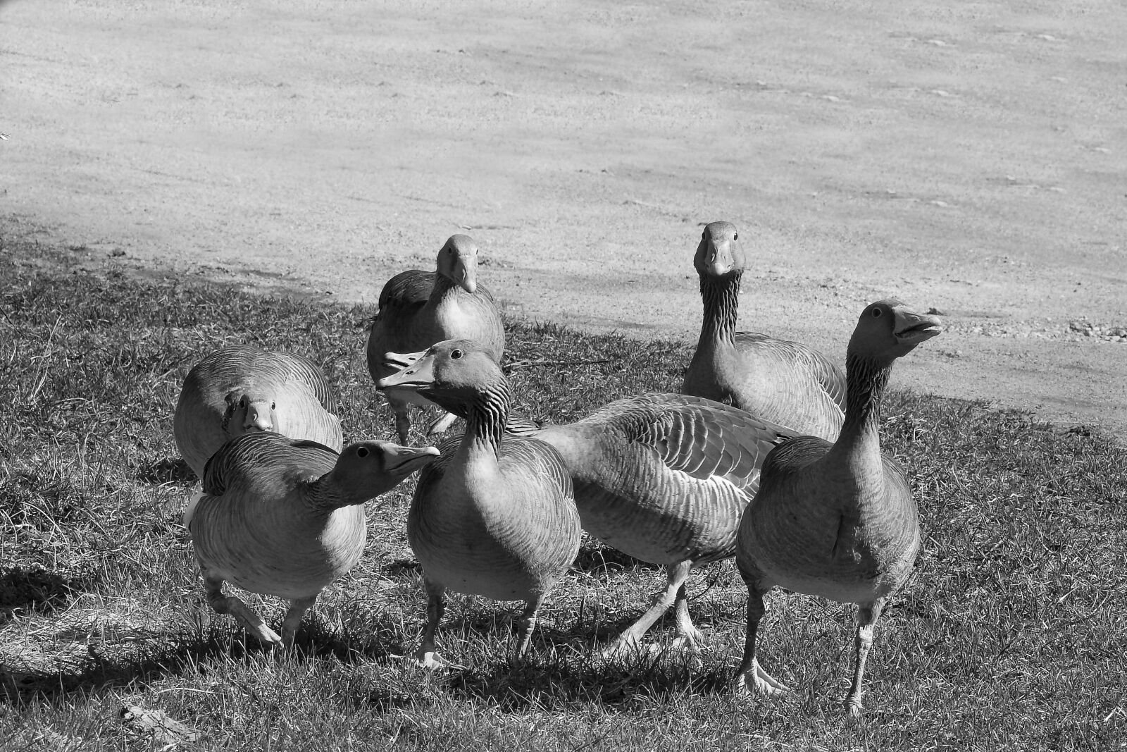 Nikon Coolpix P900 sample photo. Wild geese, grey geese photography