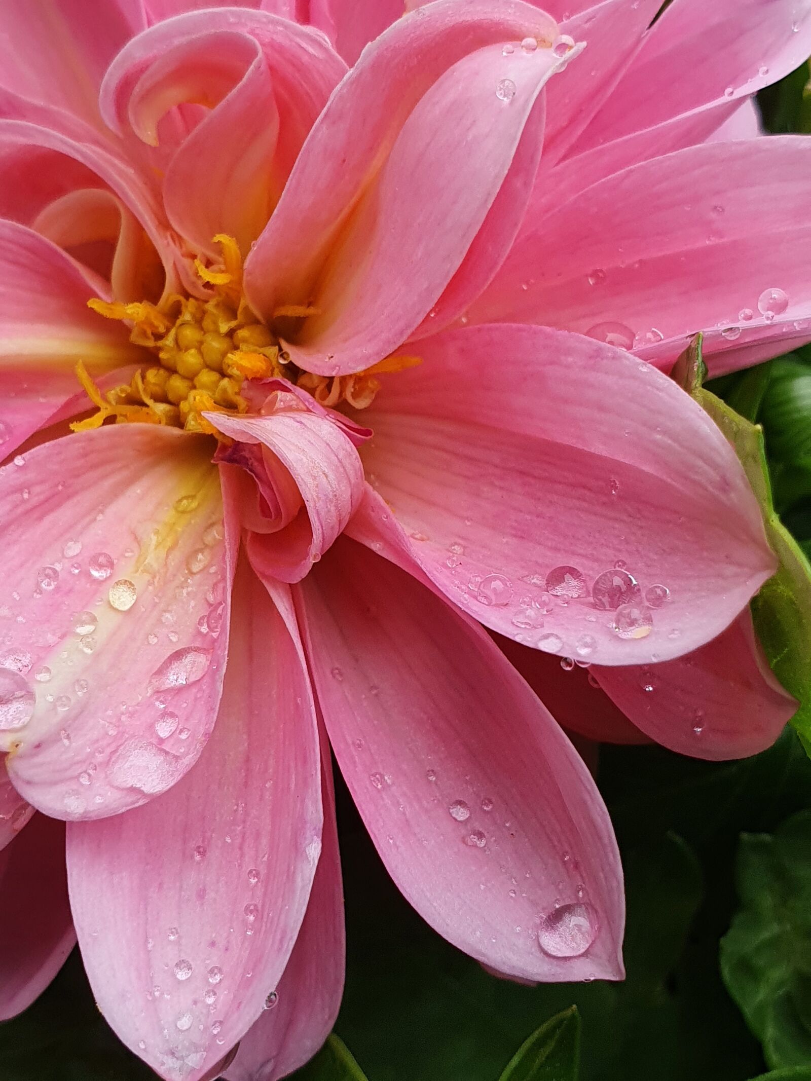 Samsung Galaxy S10 sample photo. Nearby, petals, dahlia photography