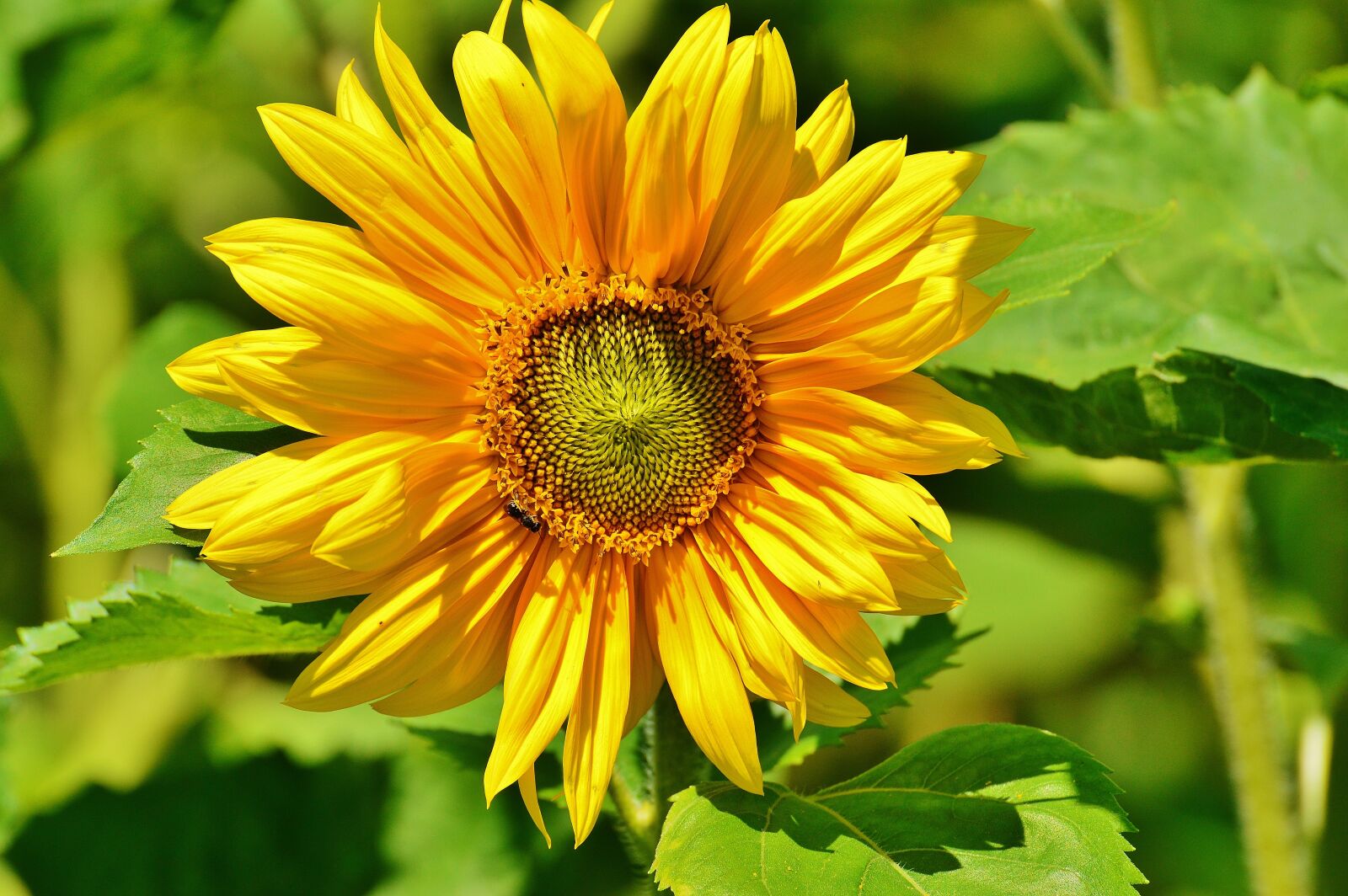 Nikon D3200 sample photo. Sunflower, bee, summer photography