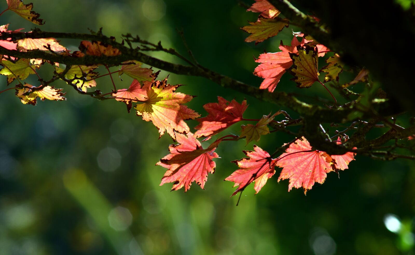 Nikon D3300 sample photo. Japanese fire maple, aureum photography