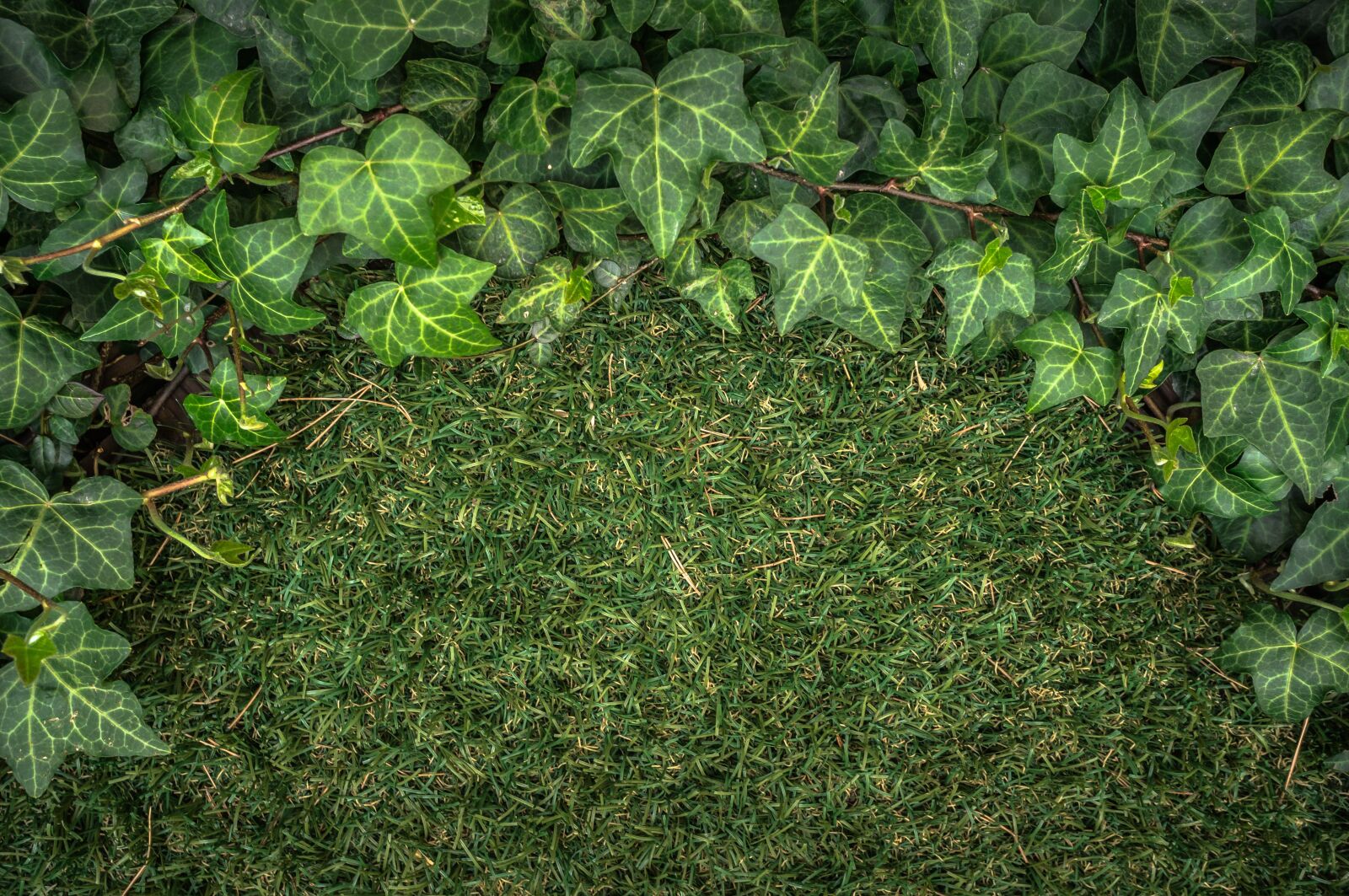 Sony E 30mm F3.5 Macro sample photo. Ivy, plants, grass photography