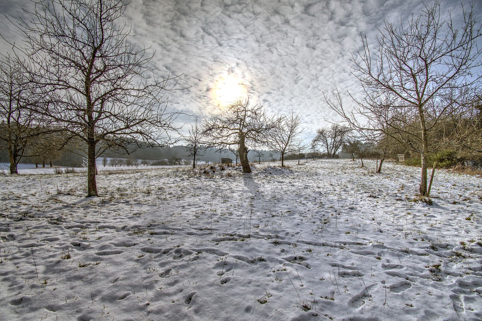 Nikon D500 sample photo. Winter, orchard, snow photography