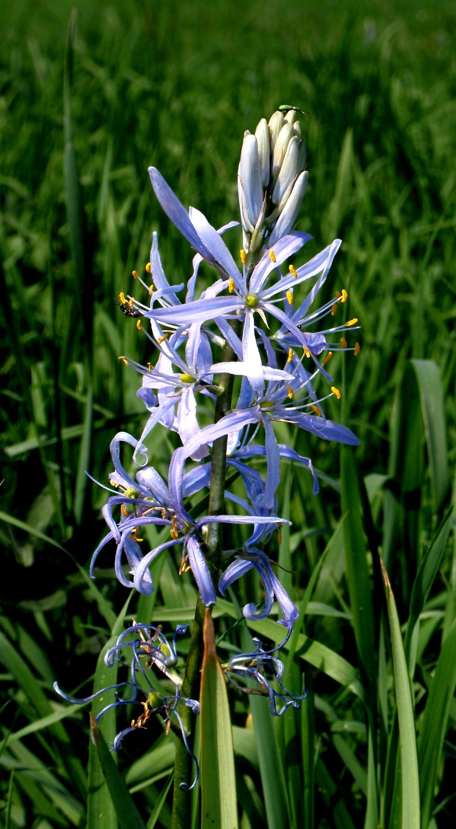 Olympus u1010,S1010 sample photo. Chionodoxa luciliae, pointed flower photography