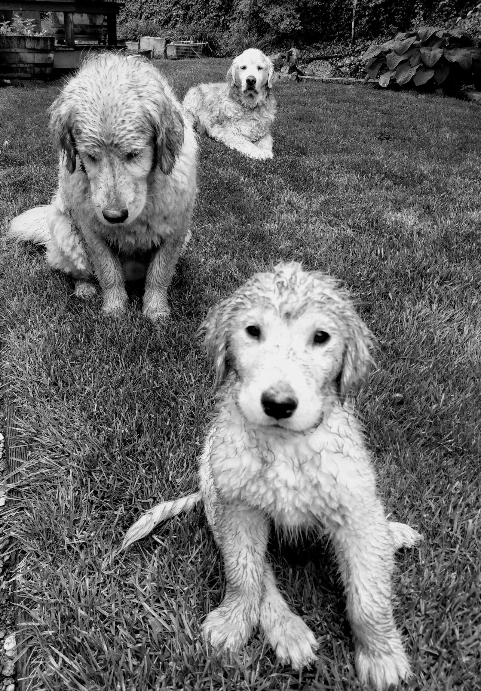OnePlus 5T sample photo. Golden retriever, dog, puppy photography