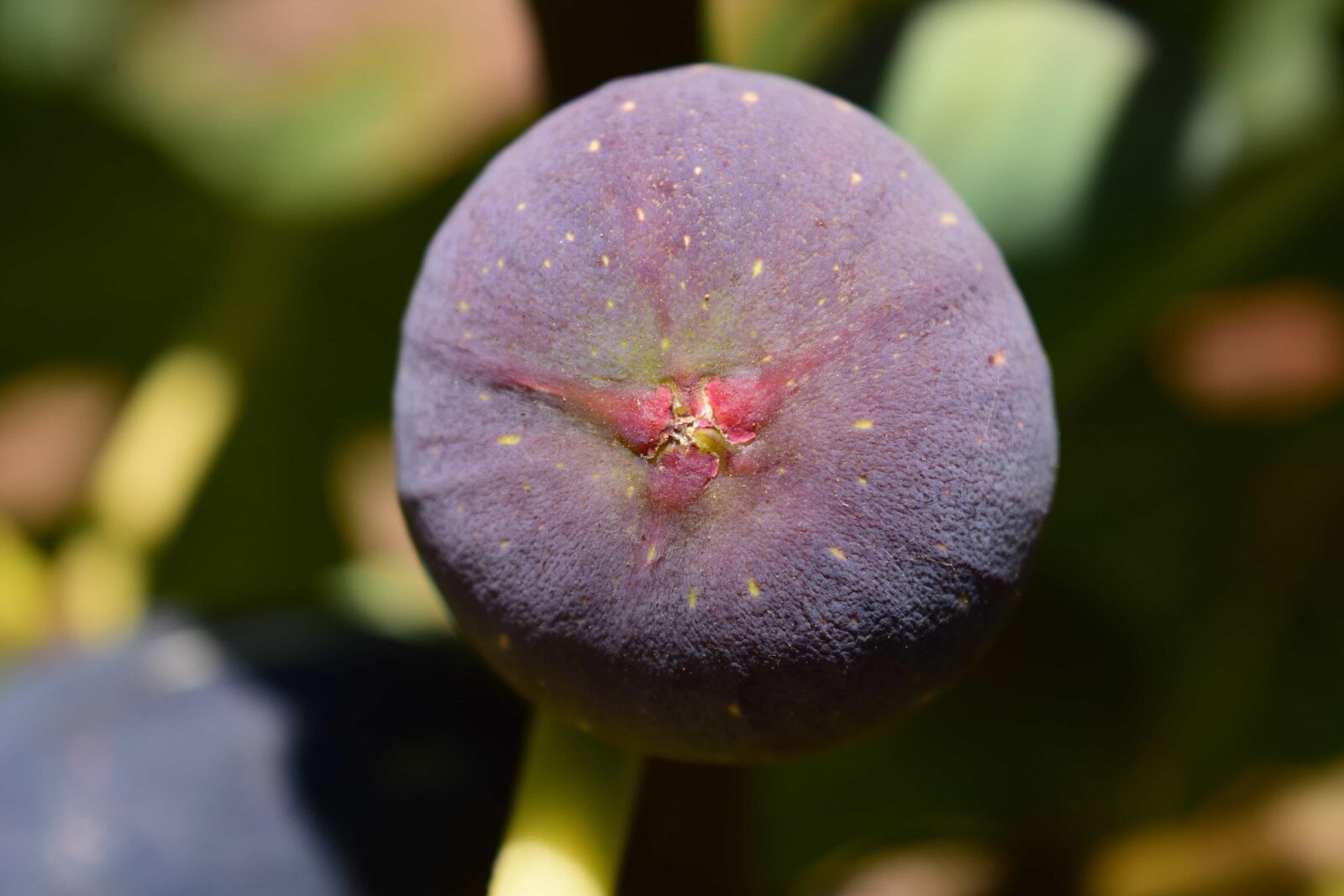 Nikon D3300 sample photo. Nature, flora, fruit, fig photography