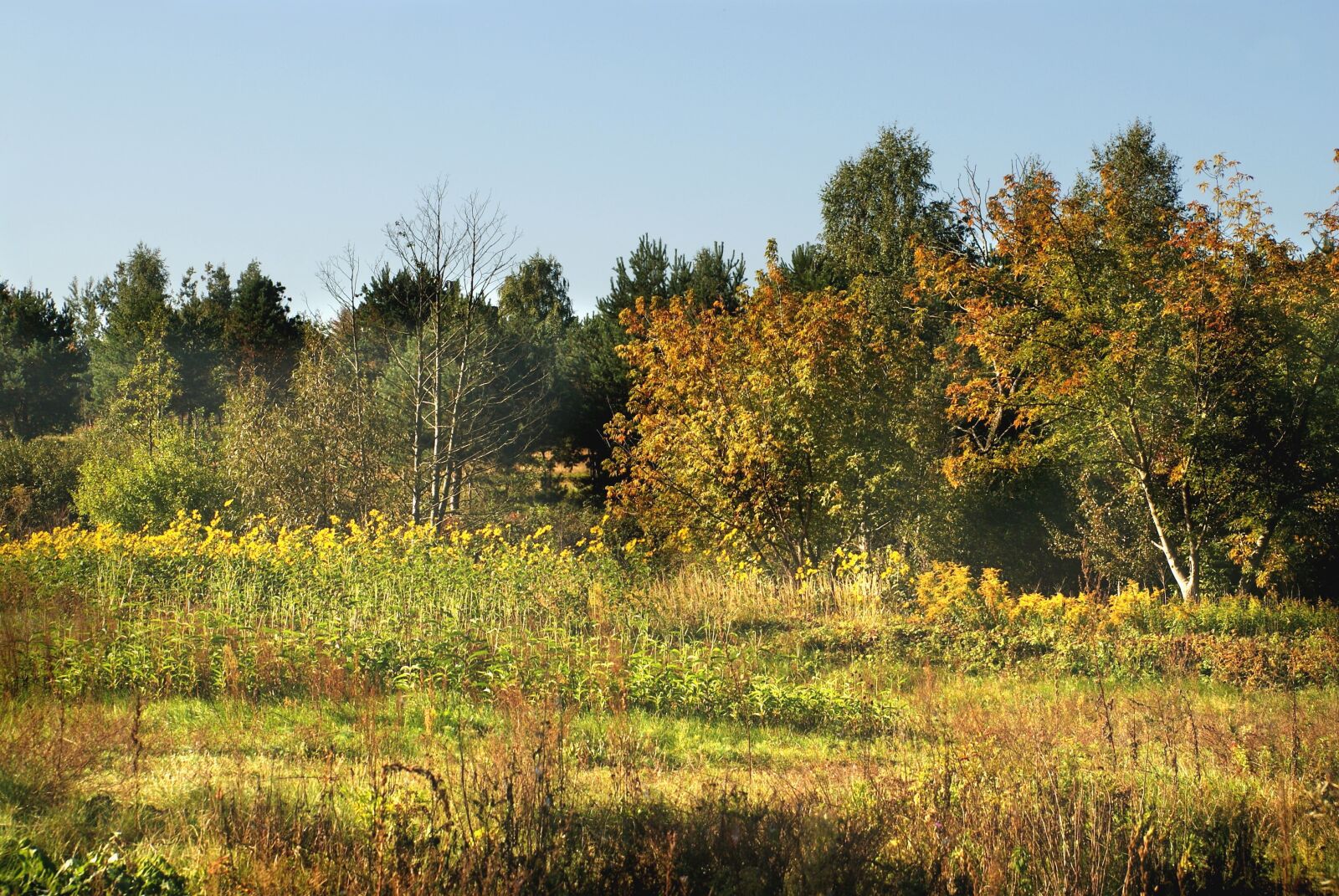 Sony Alpha DSLR-A200 sample photo. Author, skibka, photo photography