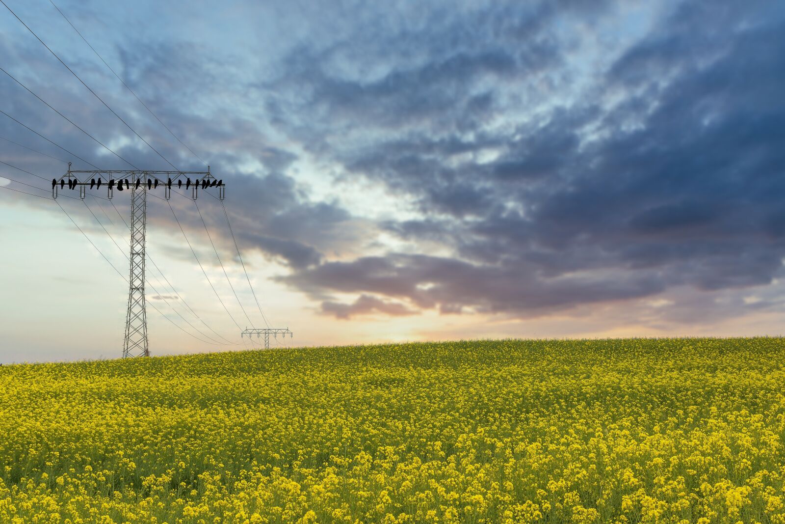 Canon EF-S 18-135mm F3.5-5.6 IS sample photo. Field of rapeseeds, yellow photography