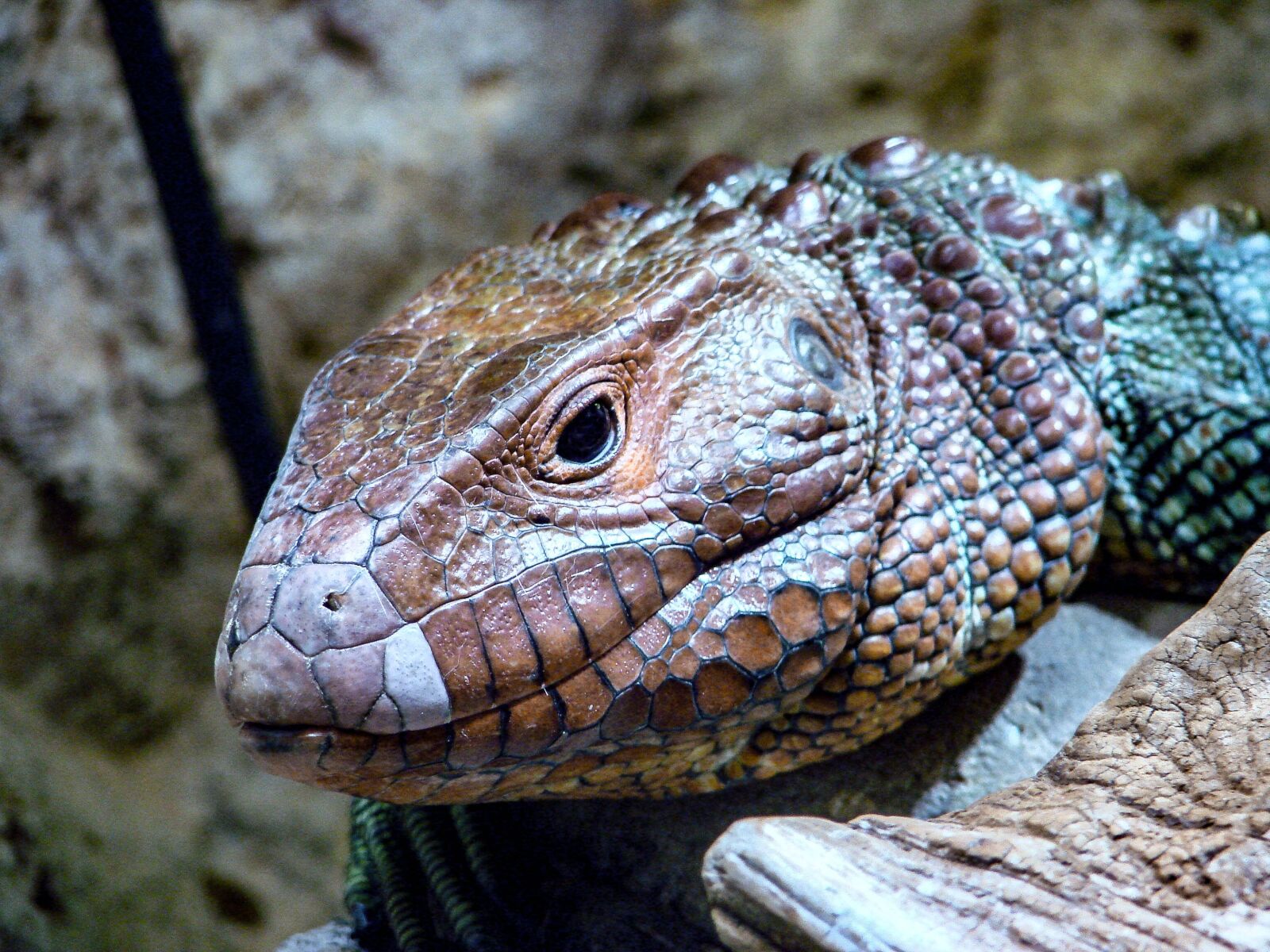 Sony DSC-H5 sample photo. Lizard, red, scales photography