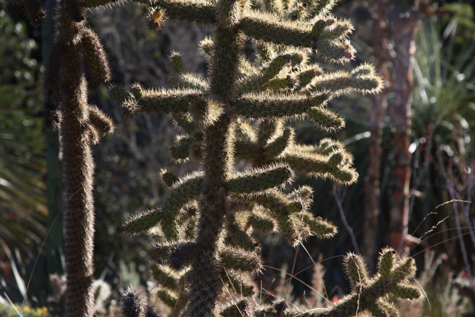 Canon EOS 5D Mark II + Canon EF 24-105mm F4L IS USM sample photo. Cactus photography