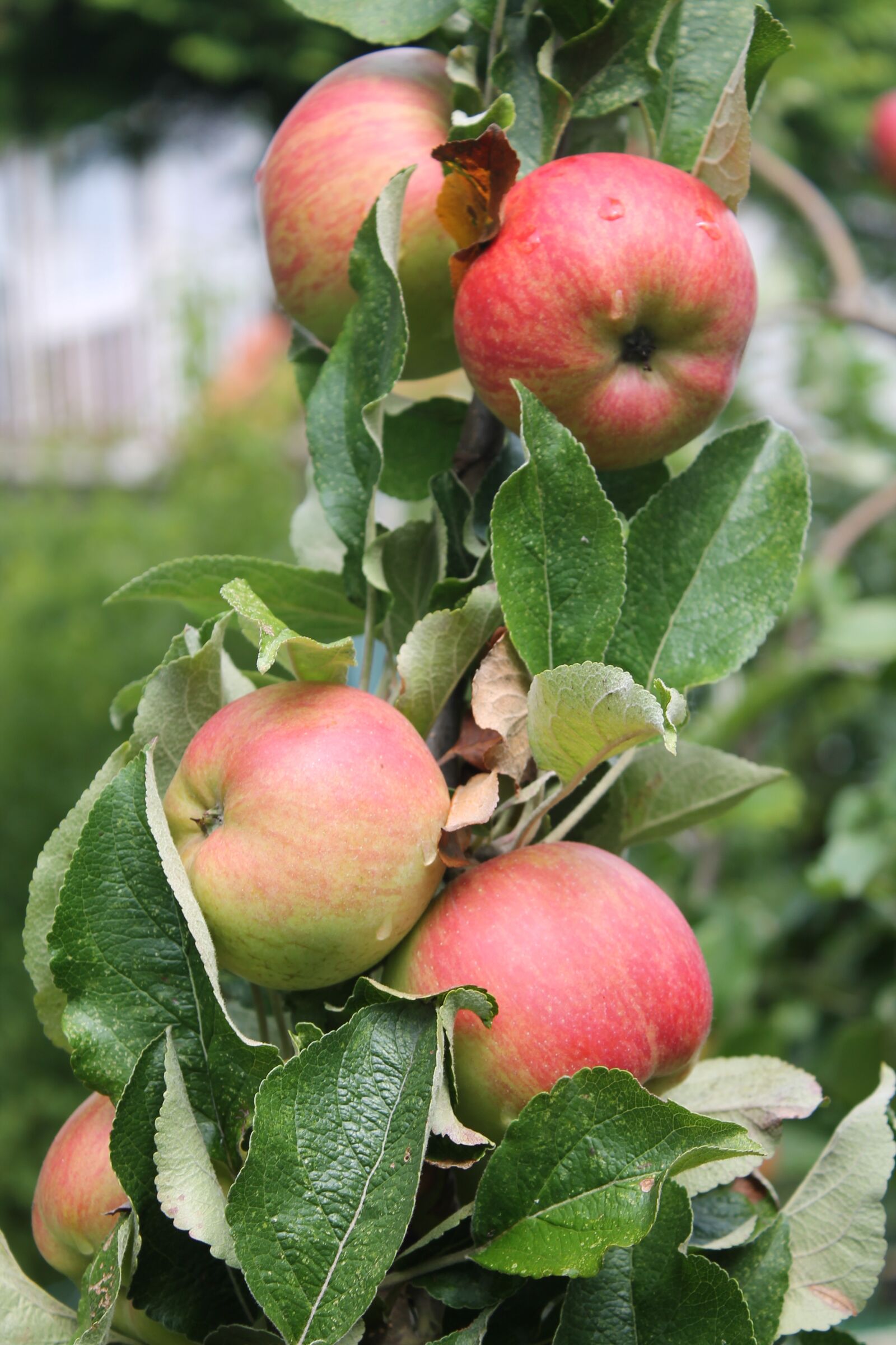 Canon EOS 1100D (EOS Rebel T3 / EOS Kiss X50) sample photo. Apple tree, apple, red photography