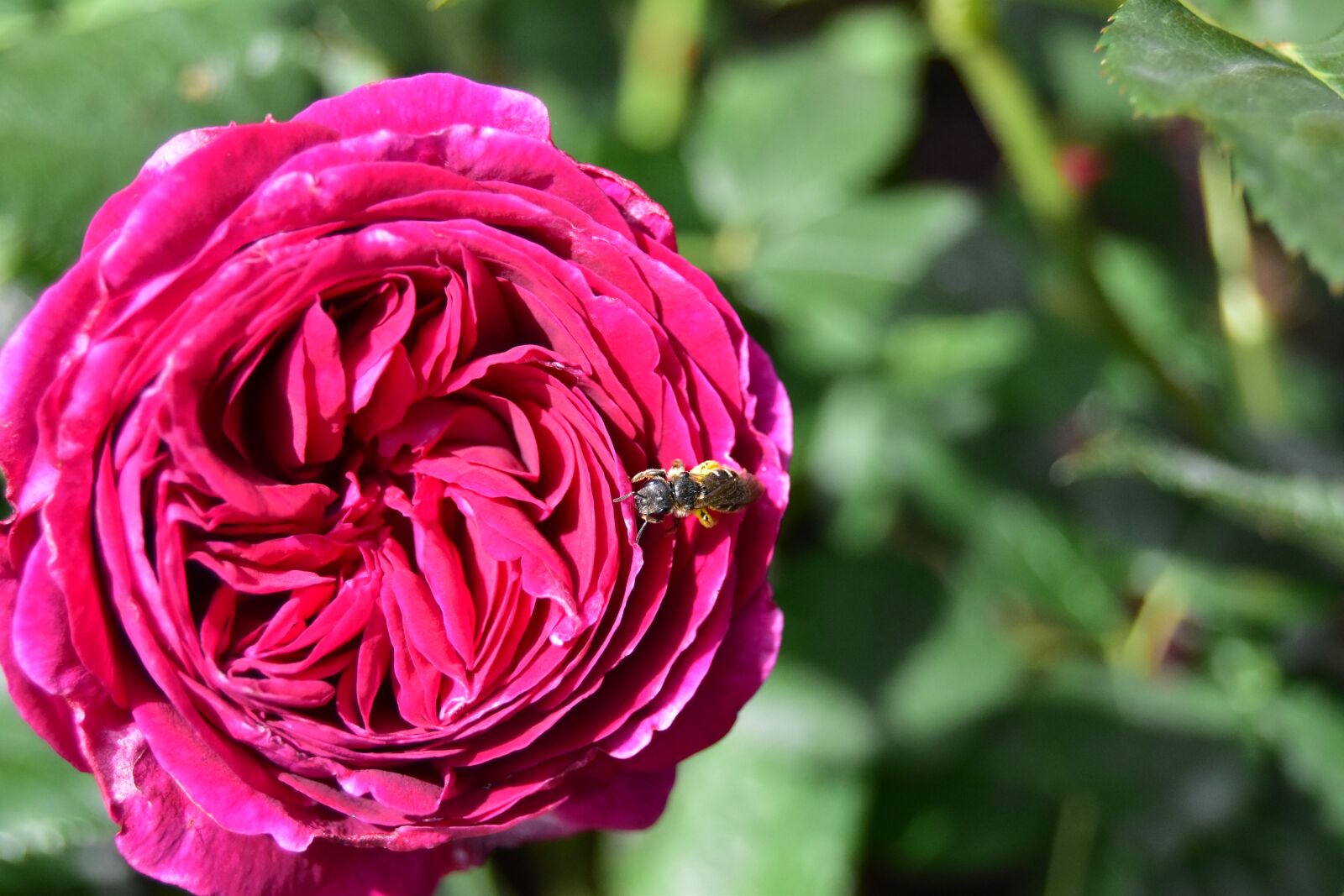 Nikon D5600 sample photo. Rose with wasp, rose photography