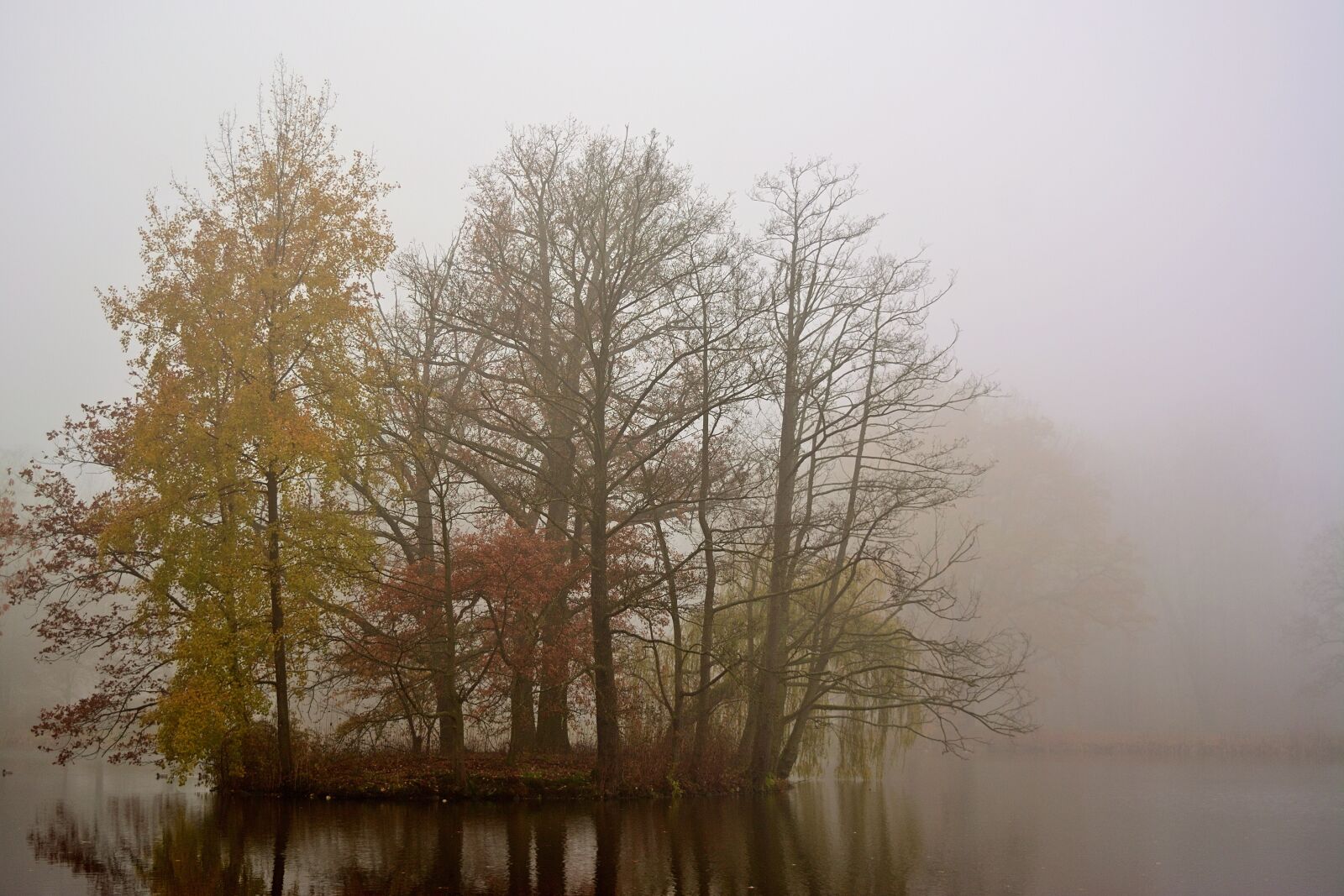 Nikon D5200 sample photo. Park lake, fog, mystical photography