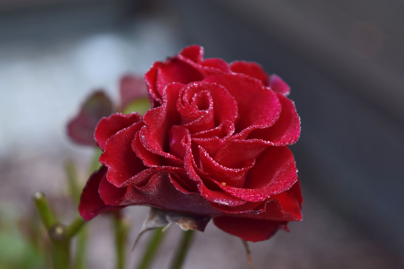 Nikon D3300 sample photo. Red, rose photography