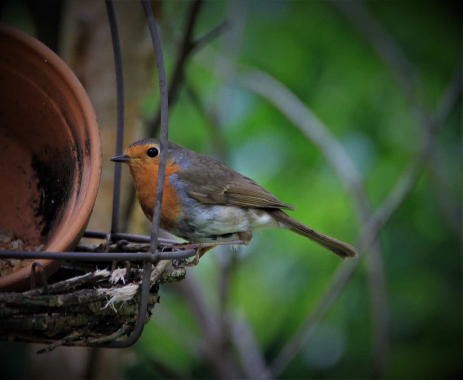 Canon EOS 7D sample photo. Robin, bird, songbird photography