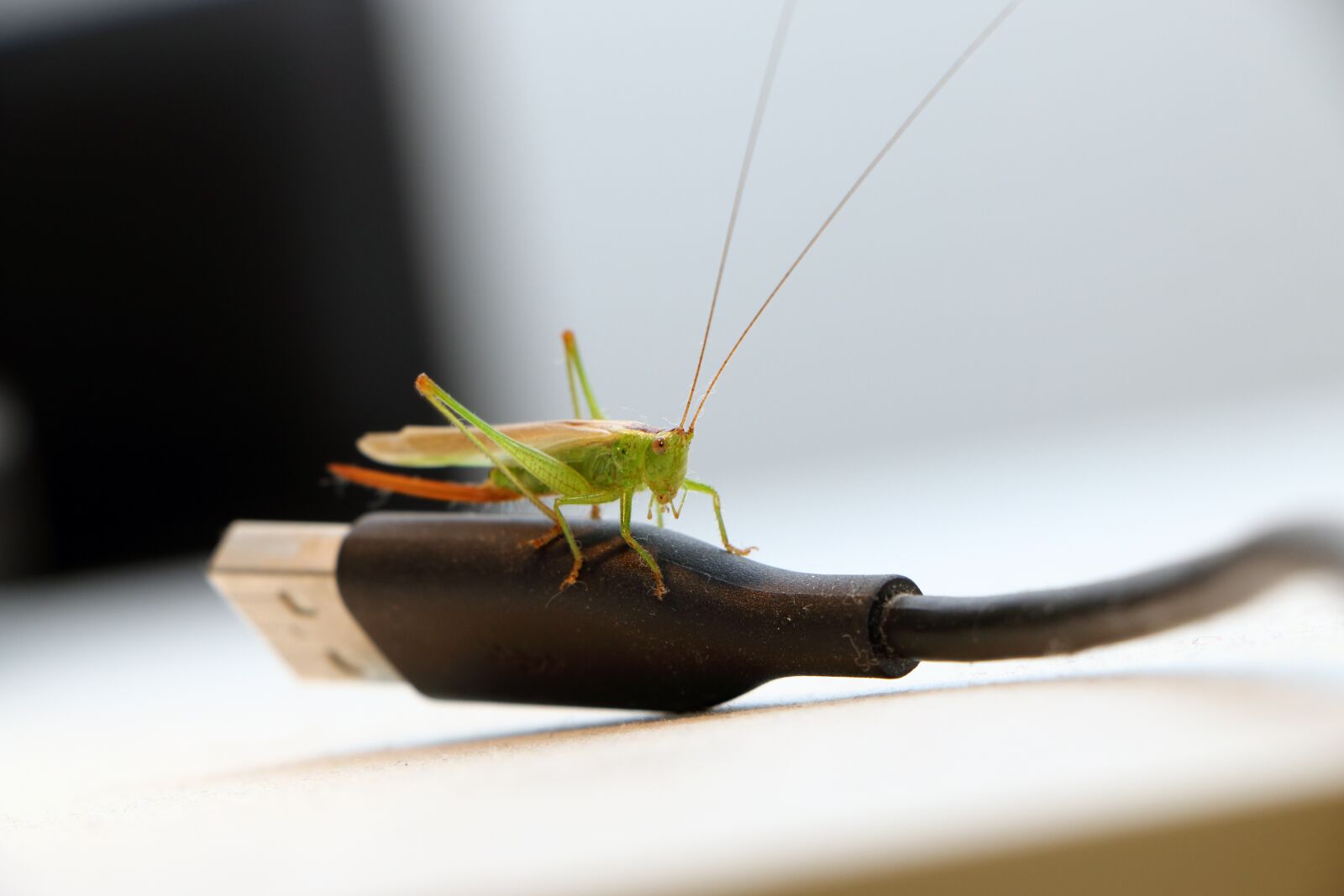 Canon EOS 70D sample photo. Grasshopper, insect, bug photography