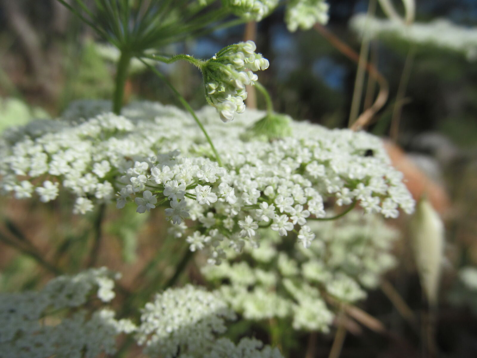 Canon PowerShot SX150 IS sample photo. Flower, macro, nature photography